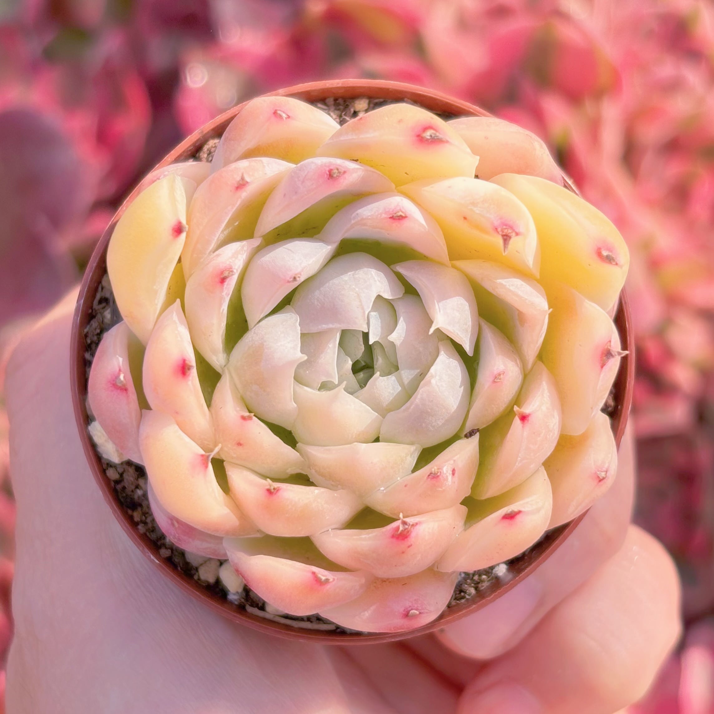 現品　ピンクヒューミリス錦#K116　るる農園