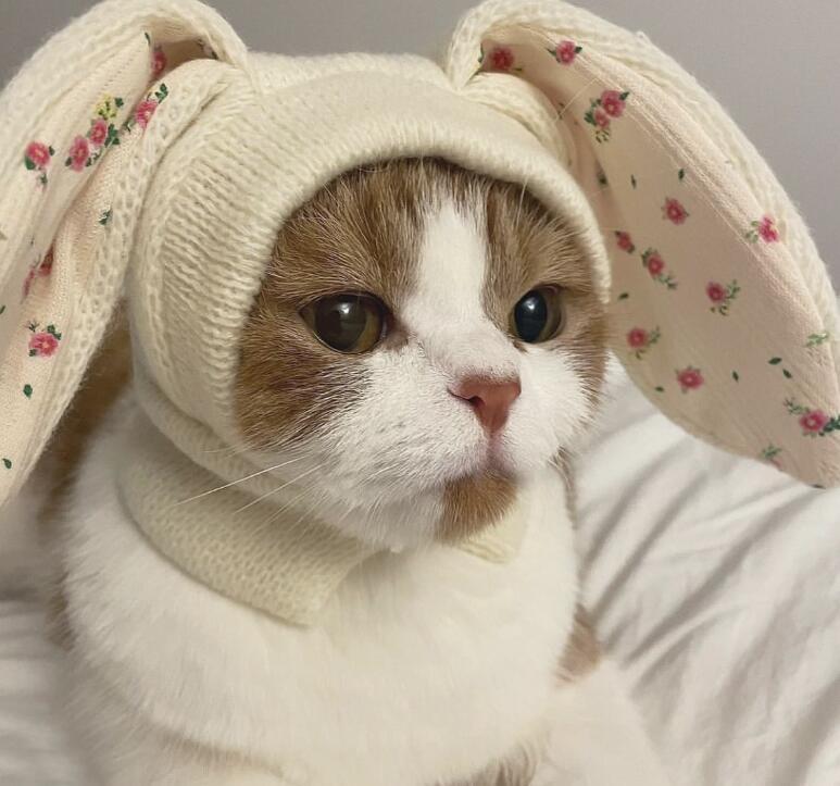 〖予約〗2101529 ぱたぱたお耳フード