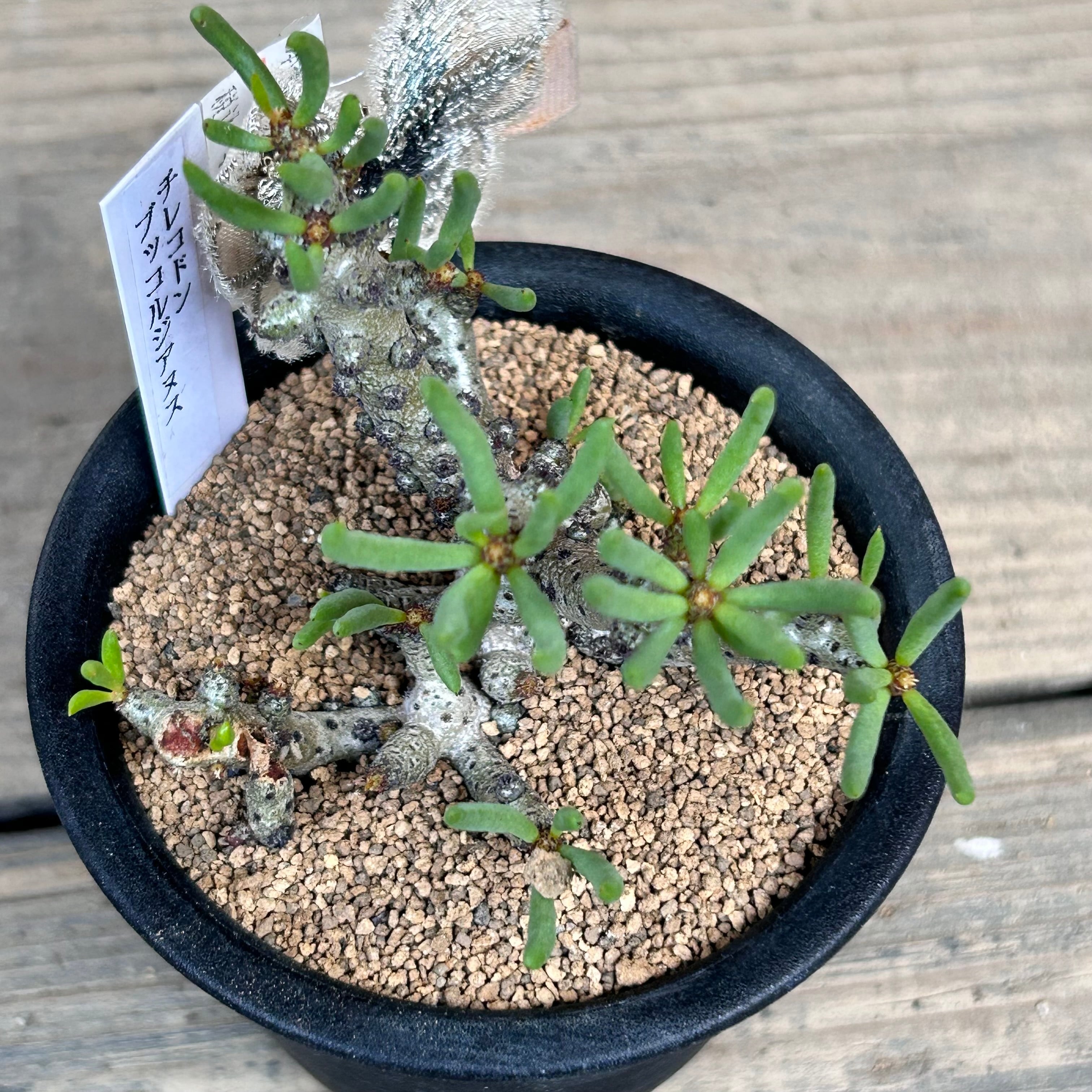 T) チレコドン ブッコルジアヌス | RuPo 多肉植物専門店