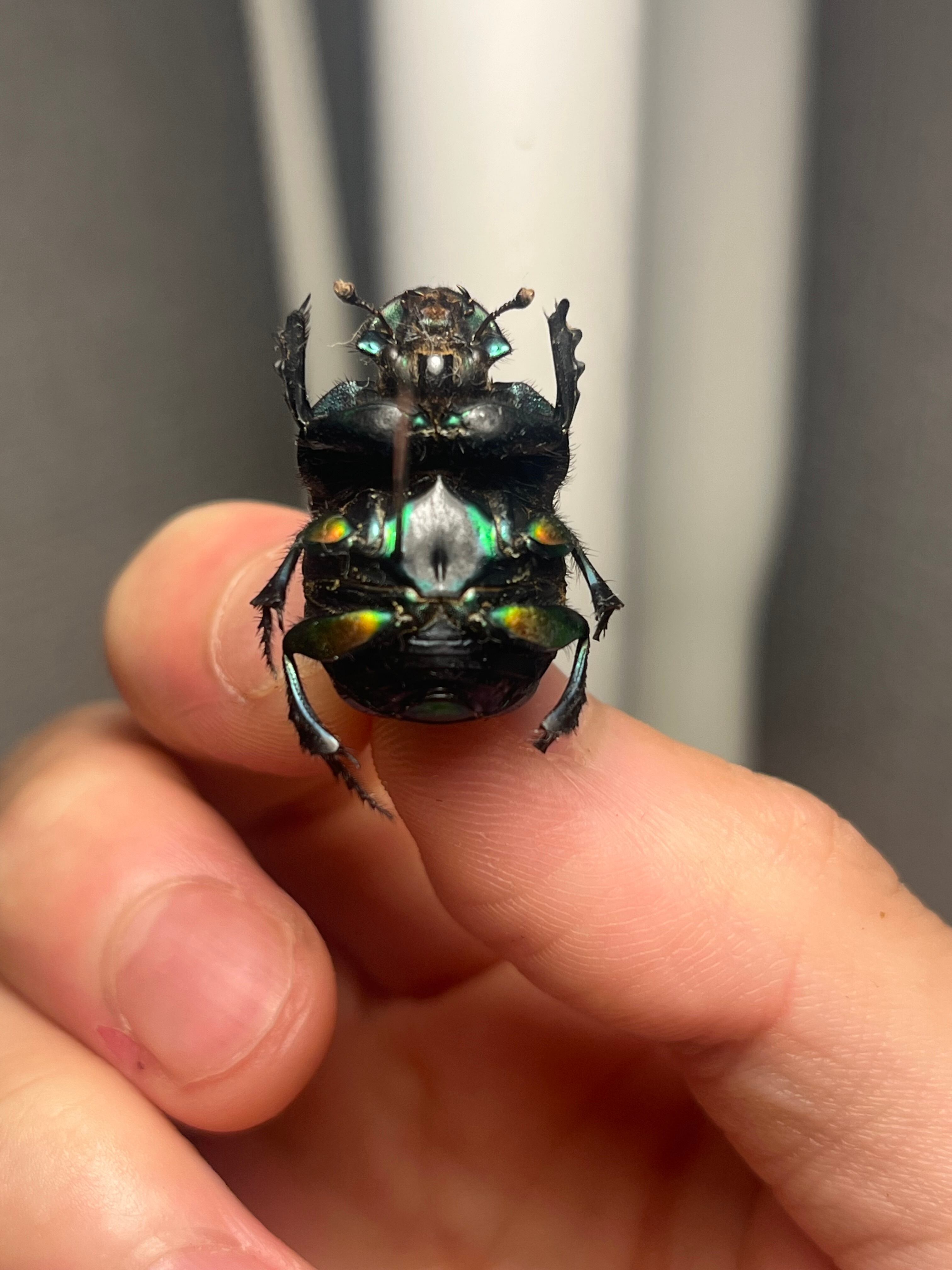 23mm♂】テイオウニジダイコクコガネフンチュウ糞虫昆虫標本甲虫