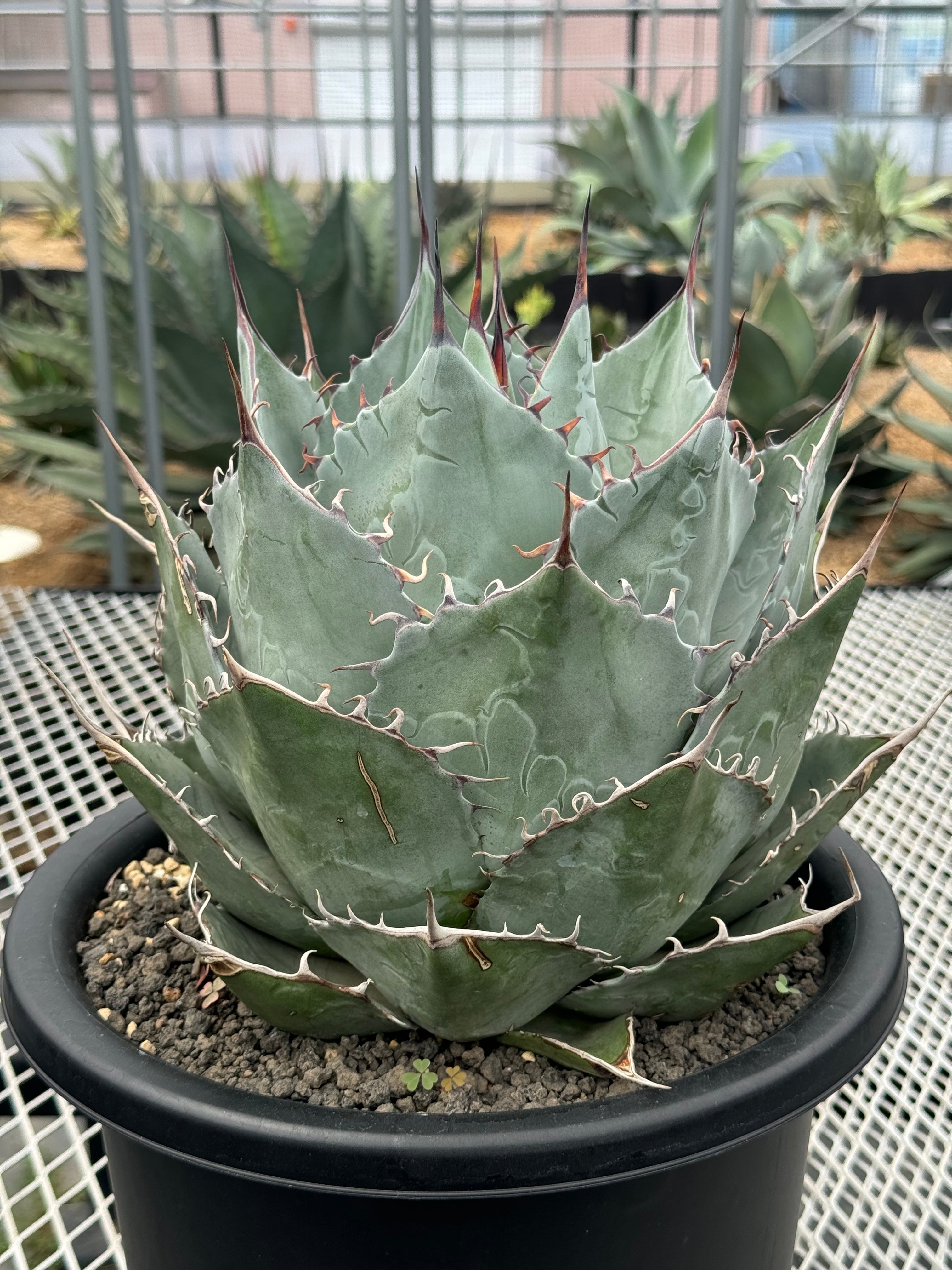 アガベ パラサナ グローブ | T Plants Labo 