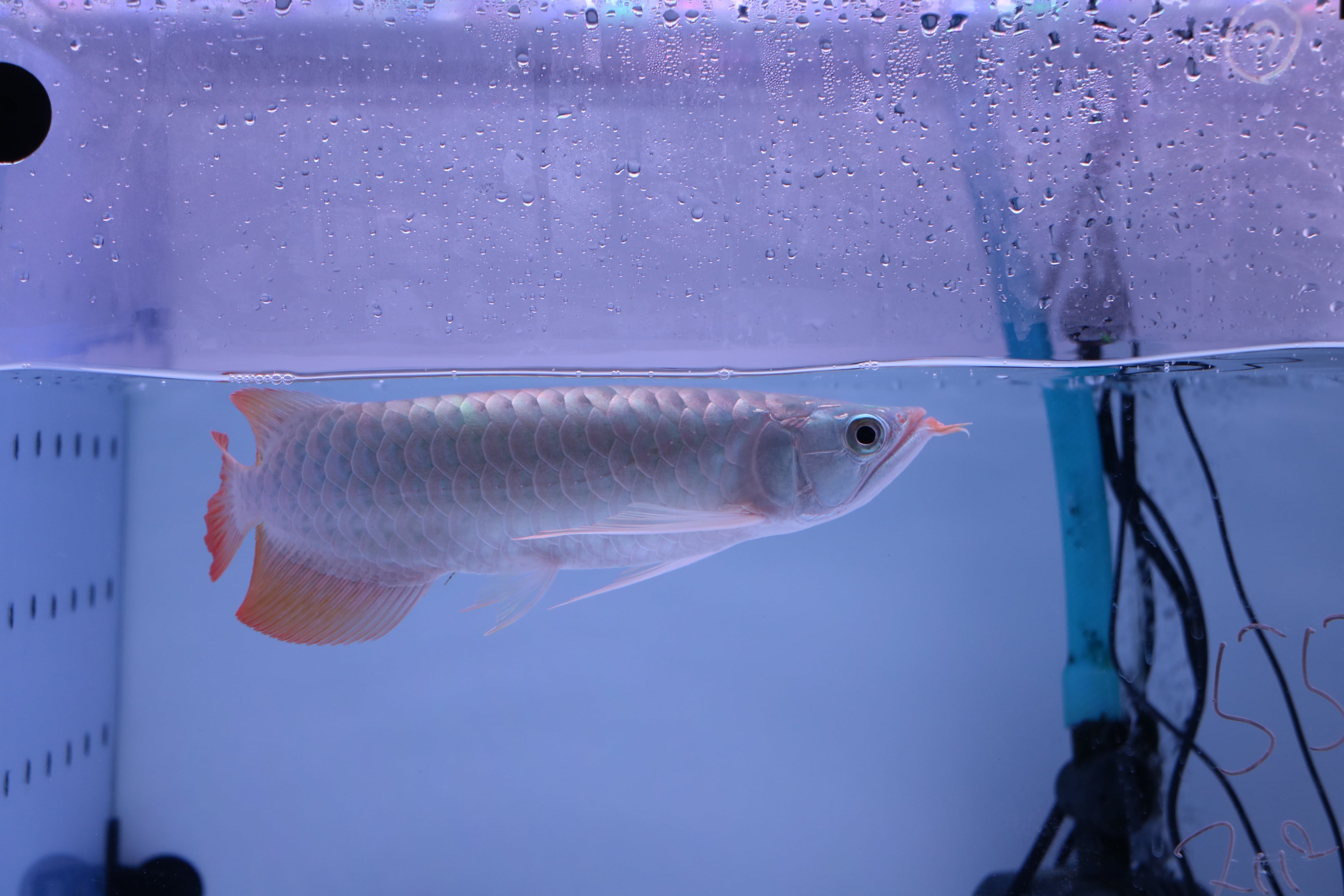 最終値下げ❗❗腹巻き完品ダトニオプラスワン発送可