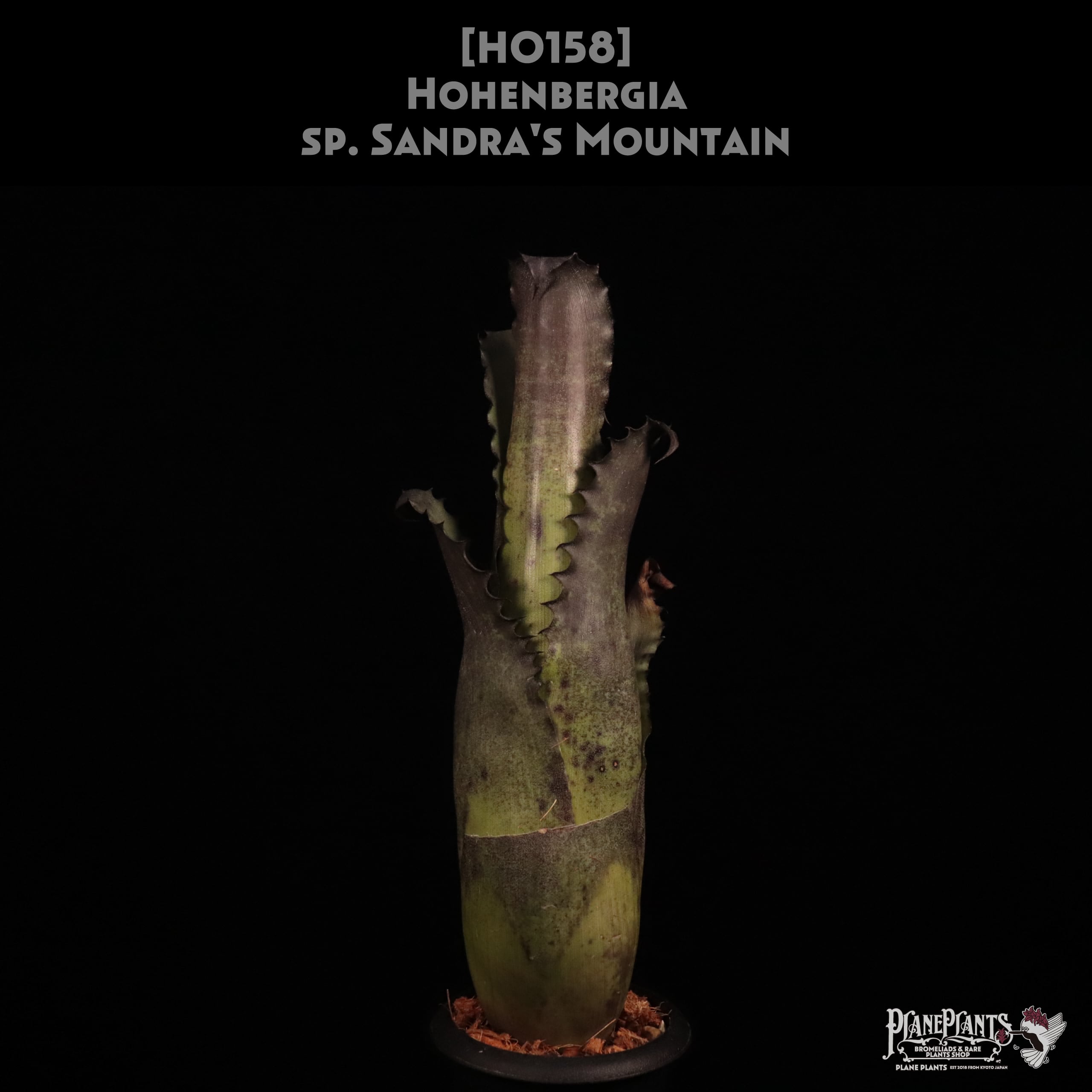 【送料無料】Hohenbergia sp. Sandra's Mountain〔ホヘンベルギア〕現品発送H0158