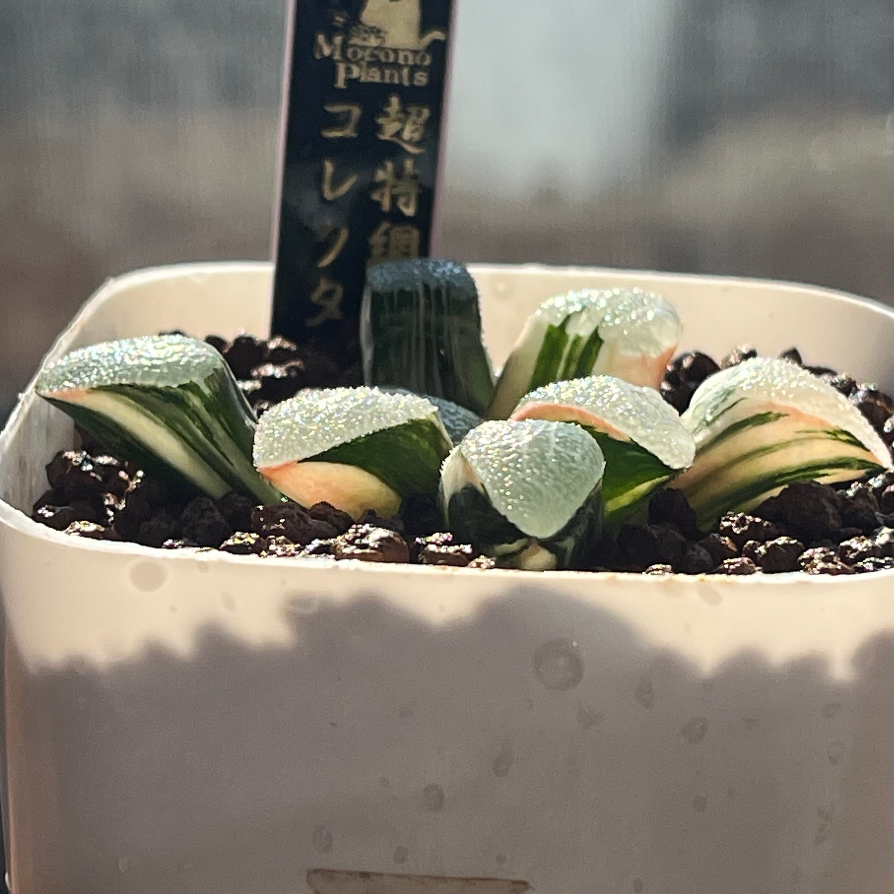 ハオルチア 超特網コレクタ錦 | mocono_plants