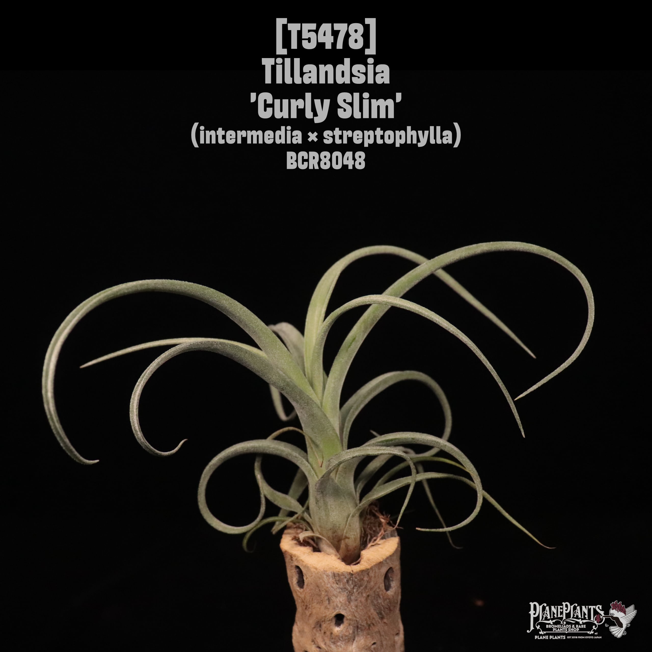 【送料無料】'Curly Slim'〔エアプランツ〕現品発送T5478