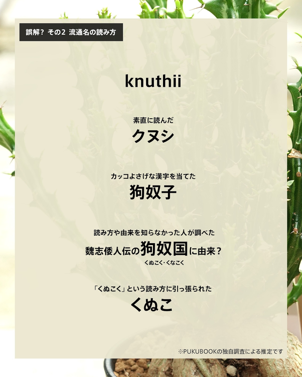 抜き苗 ユーフォルビア クンチー(クヌシ) 実生 ミニ苗 Euphorbia knuthii