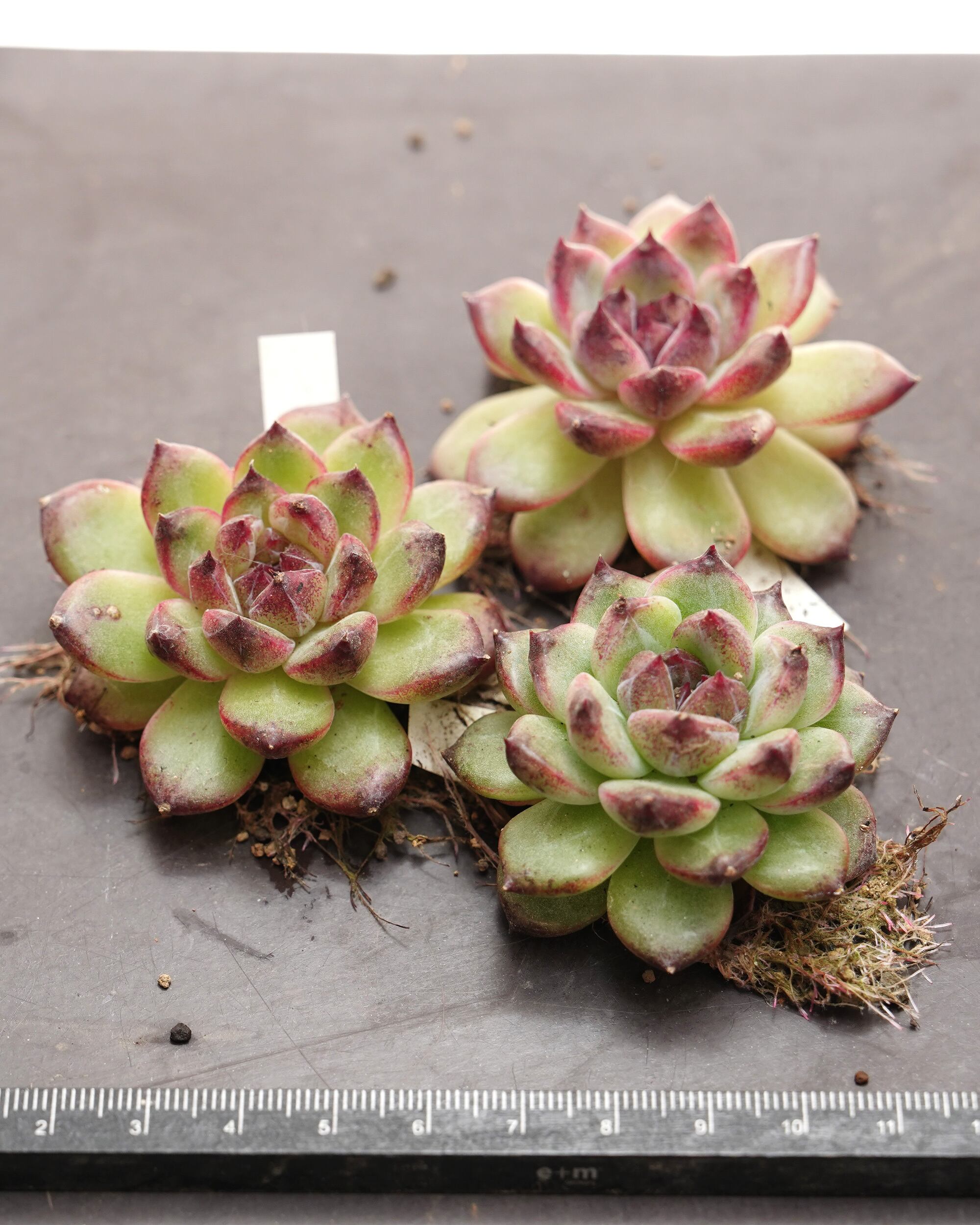 カット苗 ブラックモンロー Echeveria 'Black Monroe' | PUKUBOOK