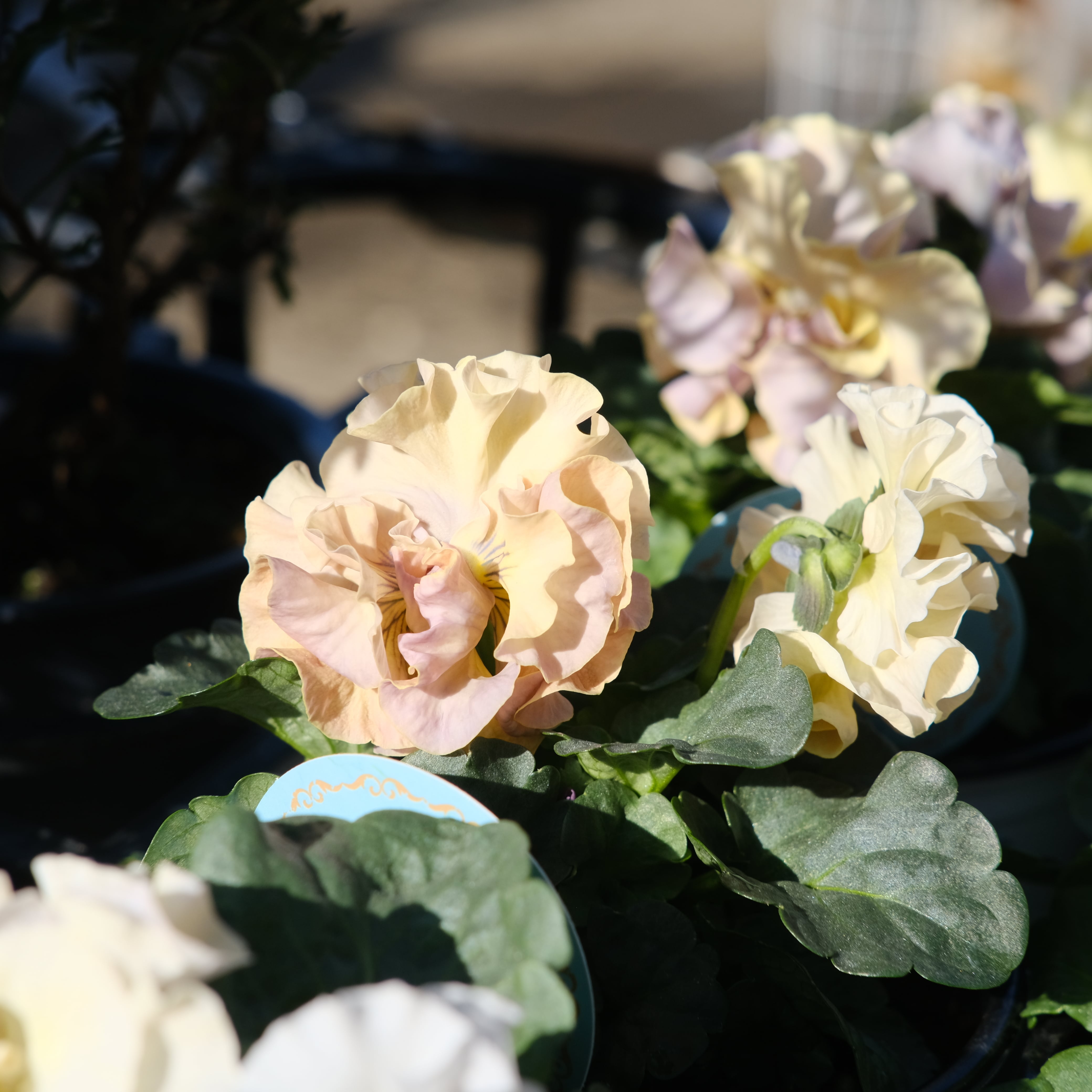 パンジー《 プリセドールCOCO ティアラ 》3苗セット | グリーン