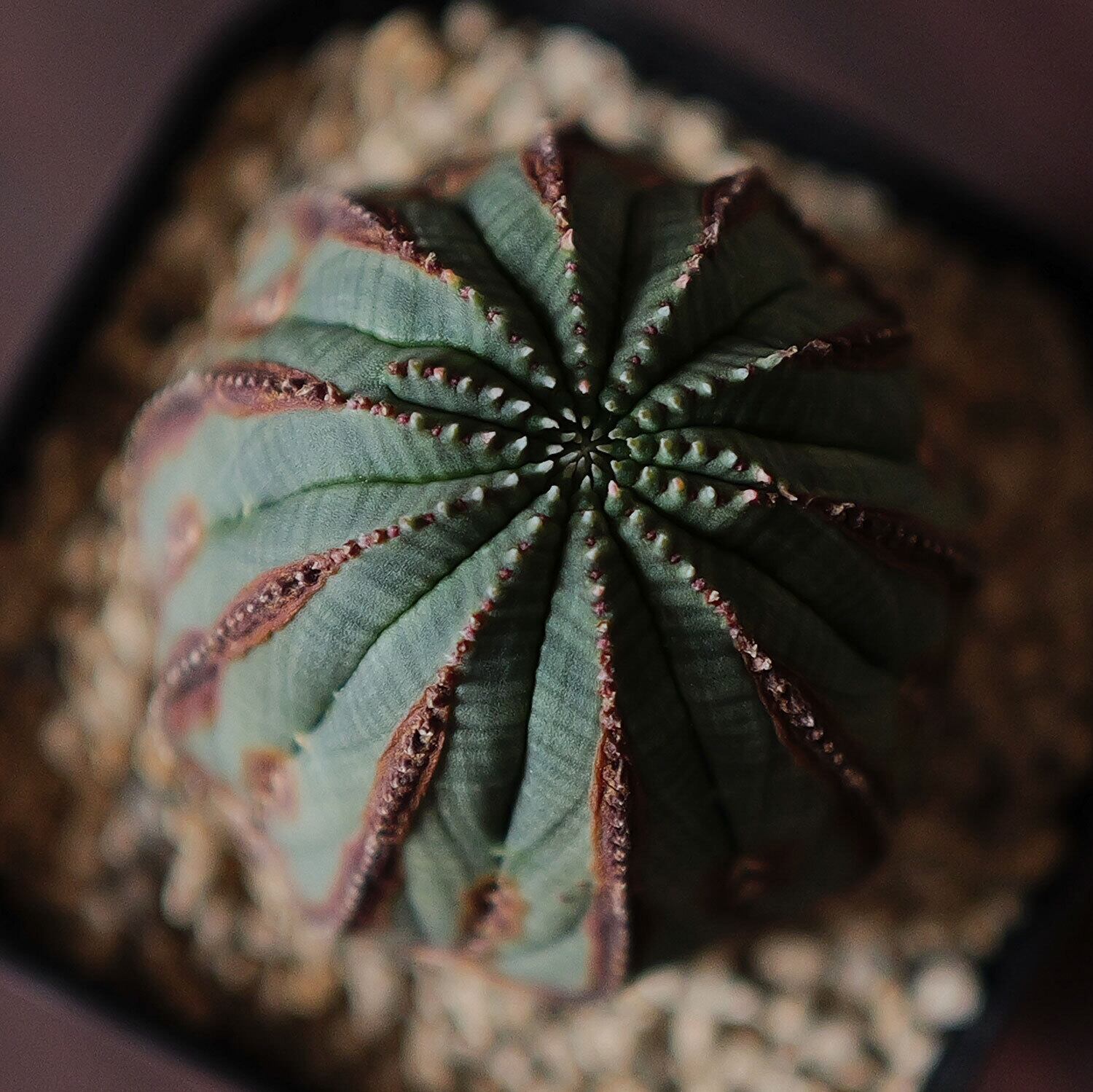 超複稜 12稜 美模様 木質化 オベサ / ユーフォルビア | LIGHTHOUSE