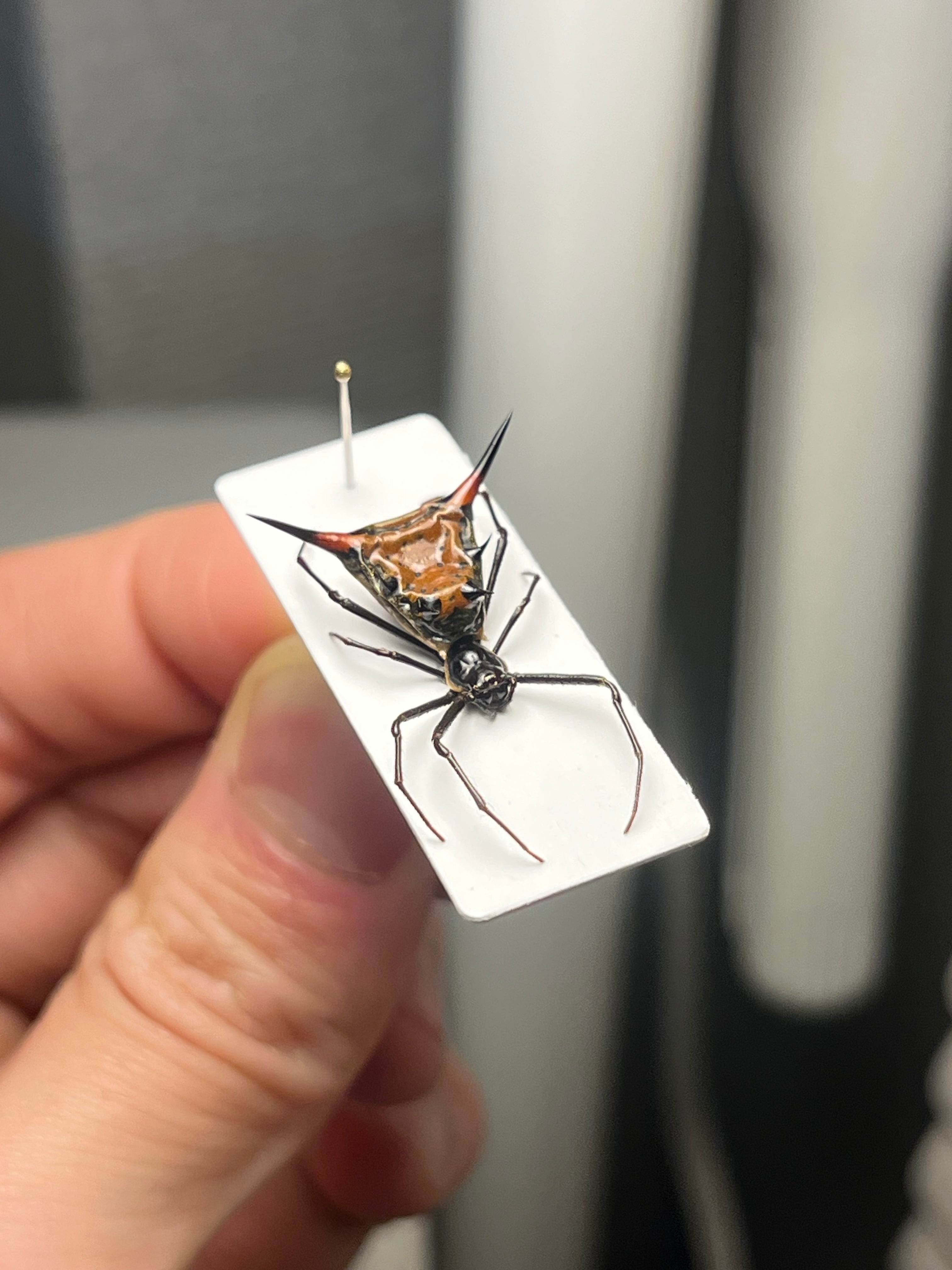 【特大】シリキレグモ トラップドアスパイダー タランチュラ ムカデ シリキレグモ LS2cm程 タランチュラムカデ蜘蛛センチピード