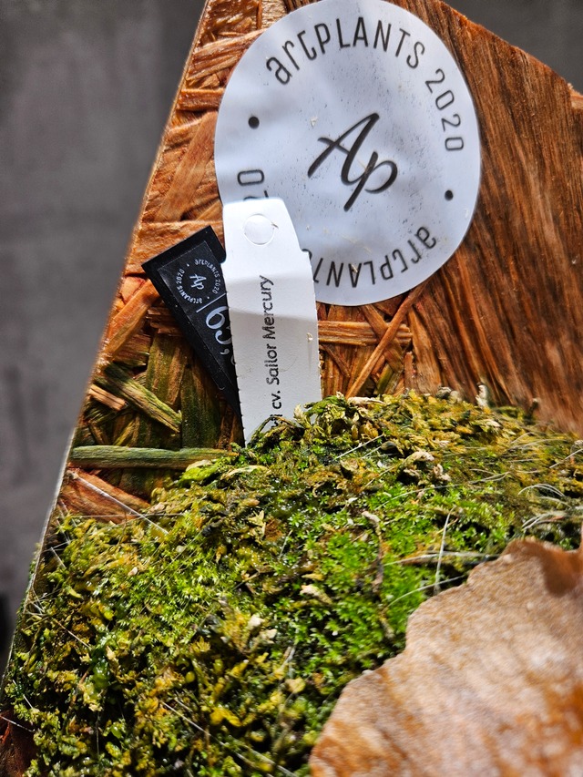 P. Willinckii cv. Sailor Mercury  (OC)  【artPLANTs/PLANTS GARAGE】  ビカクシダ/Platycerium