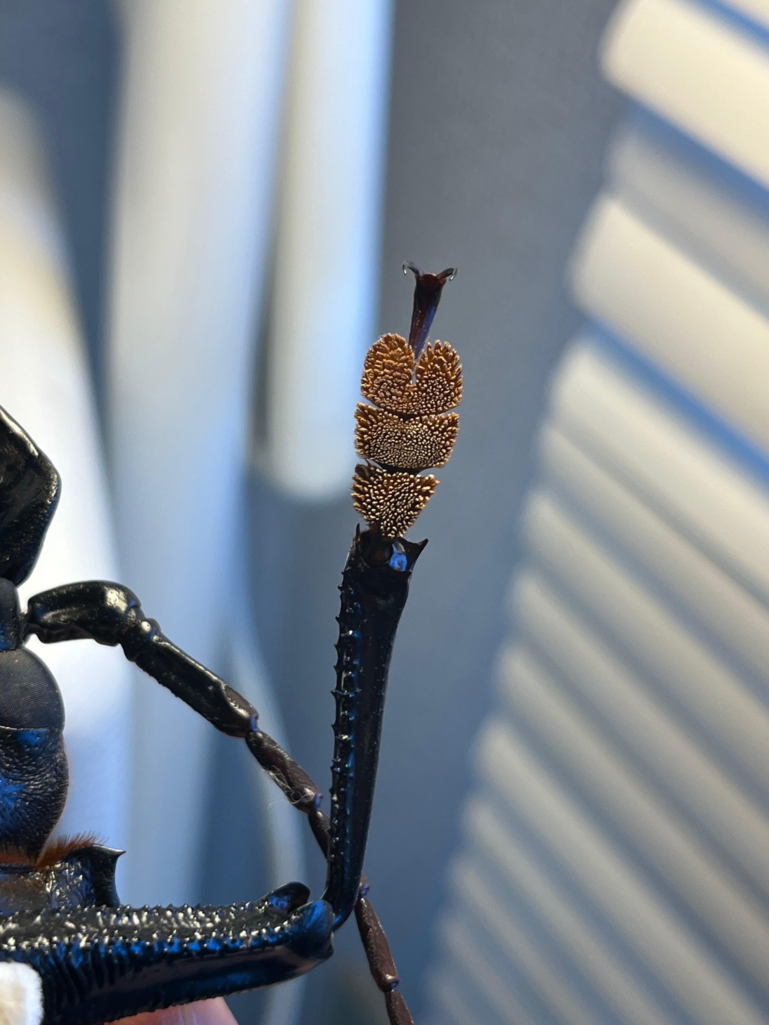 158mm】タイタンオオウスバカミキリ カブトムシクワガタハナムグリ