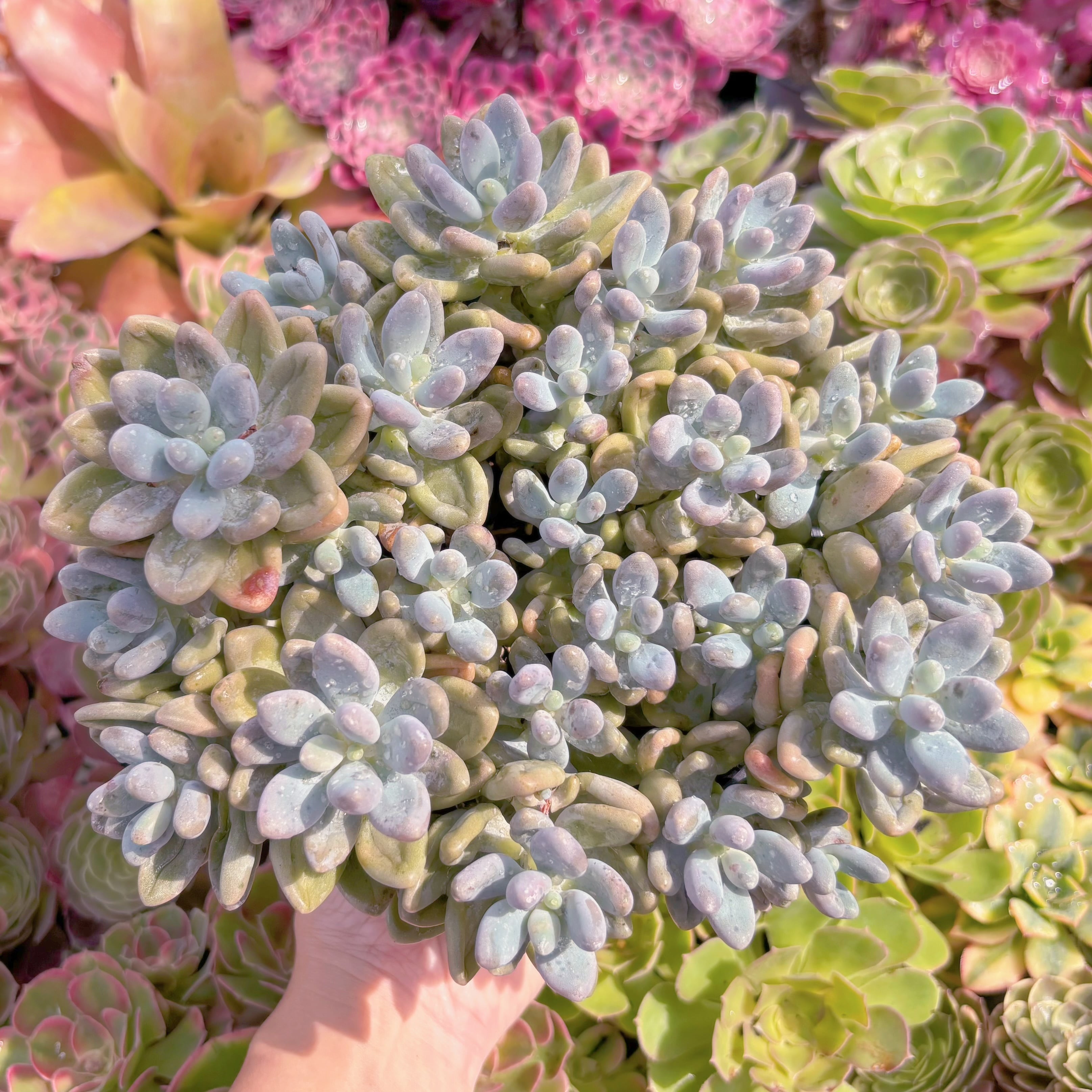 現品　薄桜玉#A056　特大群生　るる農園
