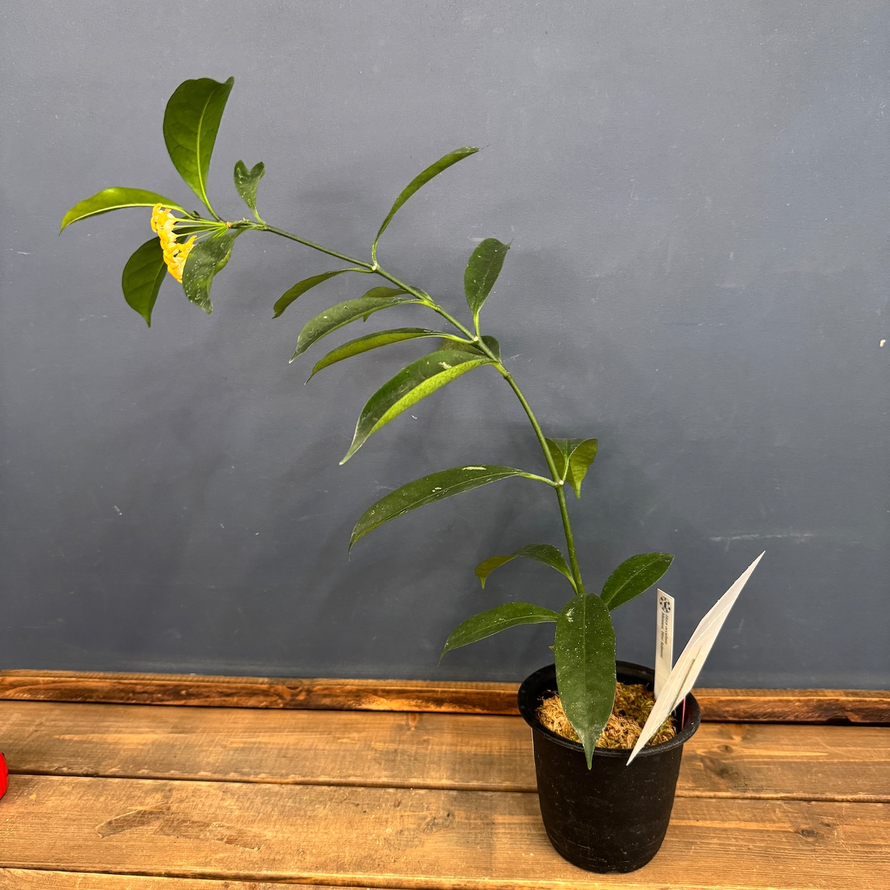 【クリアランス】ホヤ occultata【325】