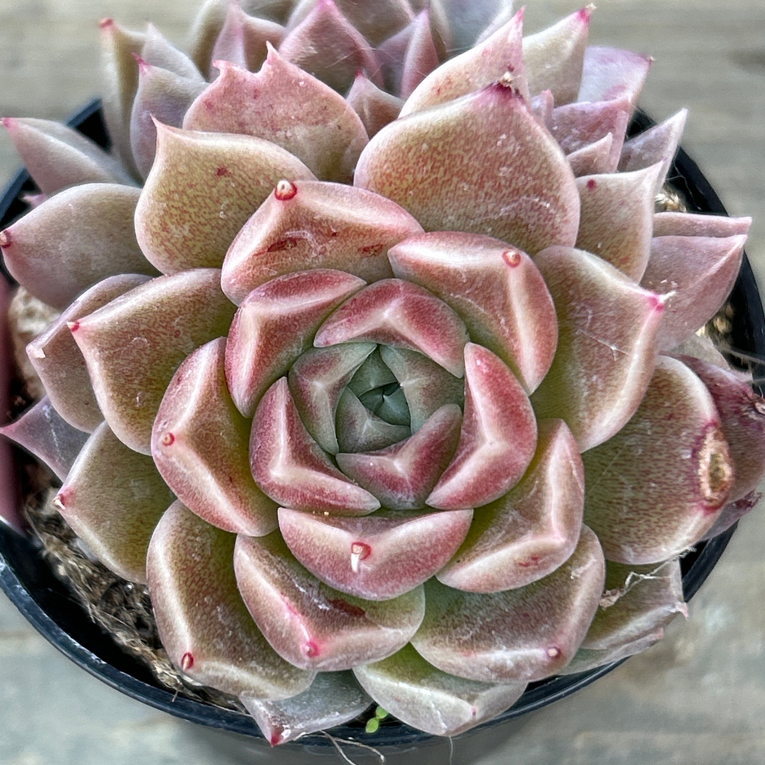 多肉植物　エケベリアsp  韓国苗 多肉植物エケベリアsp 韓国苗