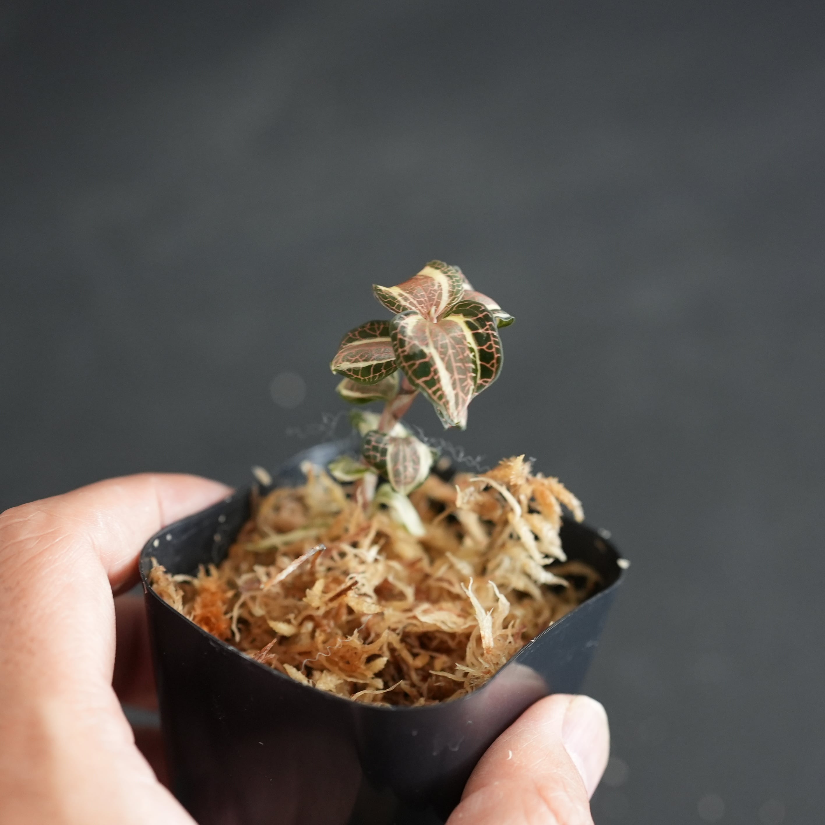 ◆現品◆Anoectochilus cf. roxburghii ’Variegata’【ジュエルオーキッド宝石蘭/TheGAKI】#893