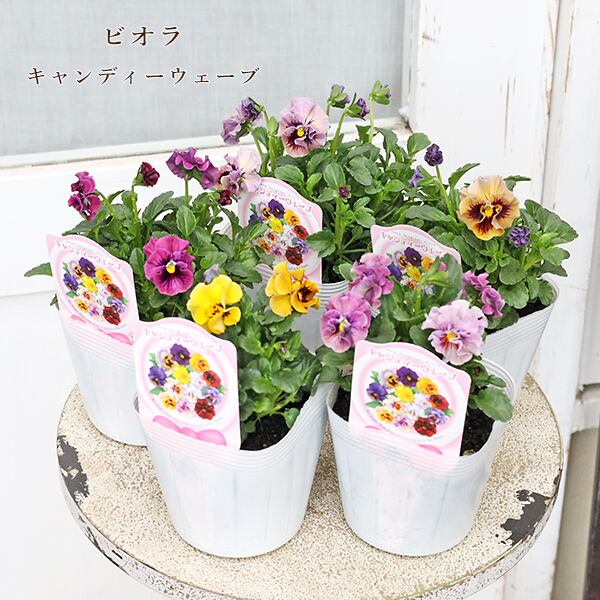 花苗 ビオラ キャンディーウェーブ 3.5号 パンジー うえた育種 ピンク