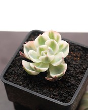 【はじめての方限定】カット苗 ルノーディーン ミニ株 Echeveria 'Lenore Dean'