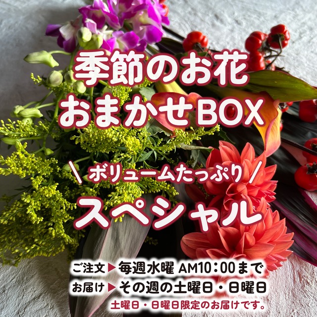 ボリュームたっぷり☆季節のお花☆おまかせBOX《スペシャル》毎月お花を変更