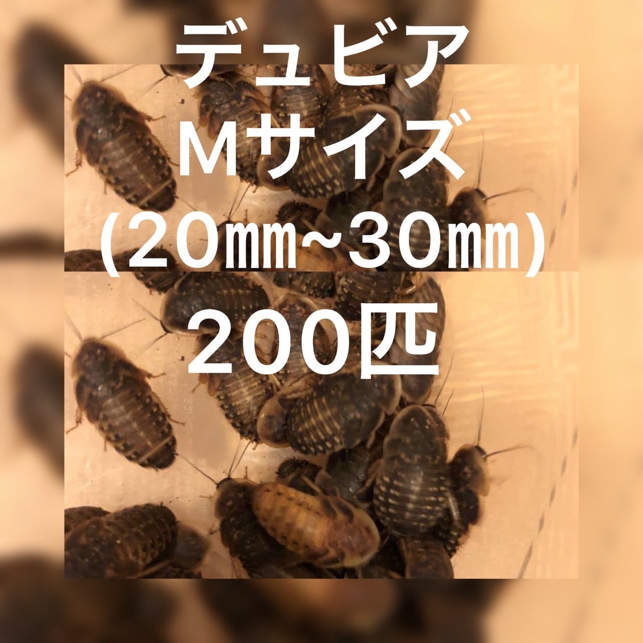 ○デュビア○約2㎝~成虫!♂♀MIX 約300匹「470g ○デュビア○約2㎝~成虫!♂♀MIX 約300匹「470g