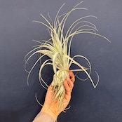 チランジア ガルドネリィ【311】