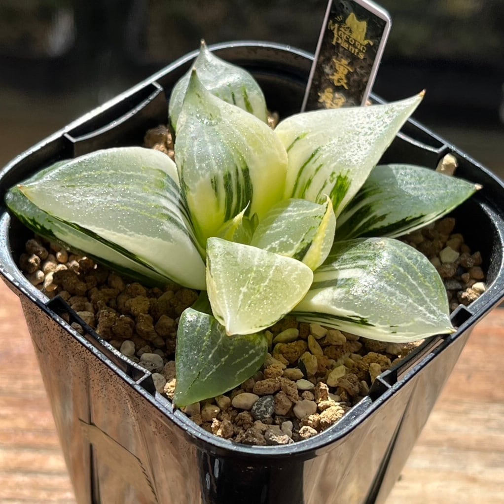 ハオルチア B型コンプトミュータント錦② ハオルチア B型コンプトミュータント錦② | mocono_plants
