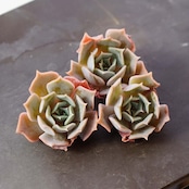 発根済カット苗 デザートキャメル Echeveria 'Desert Camel'