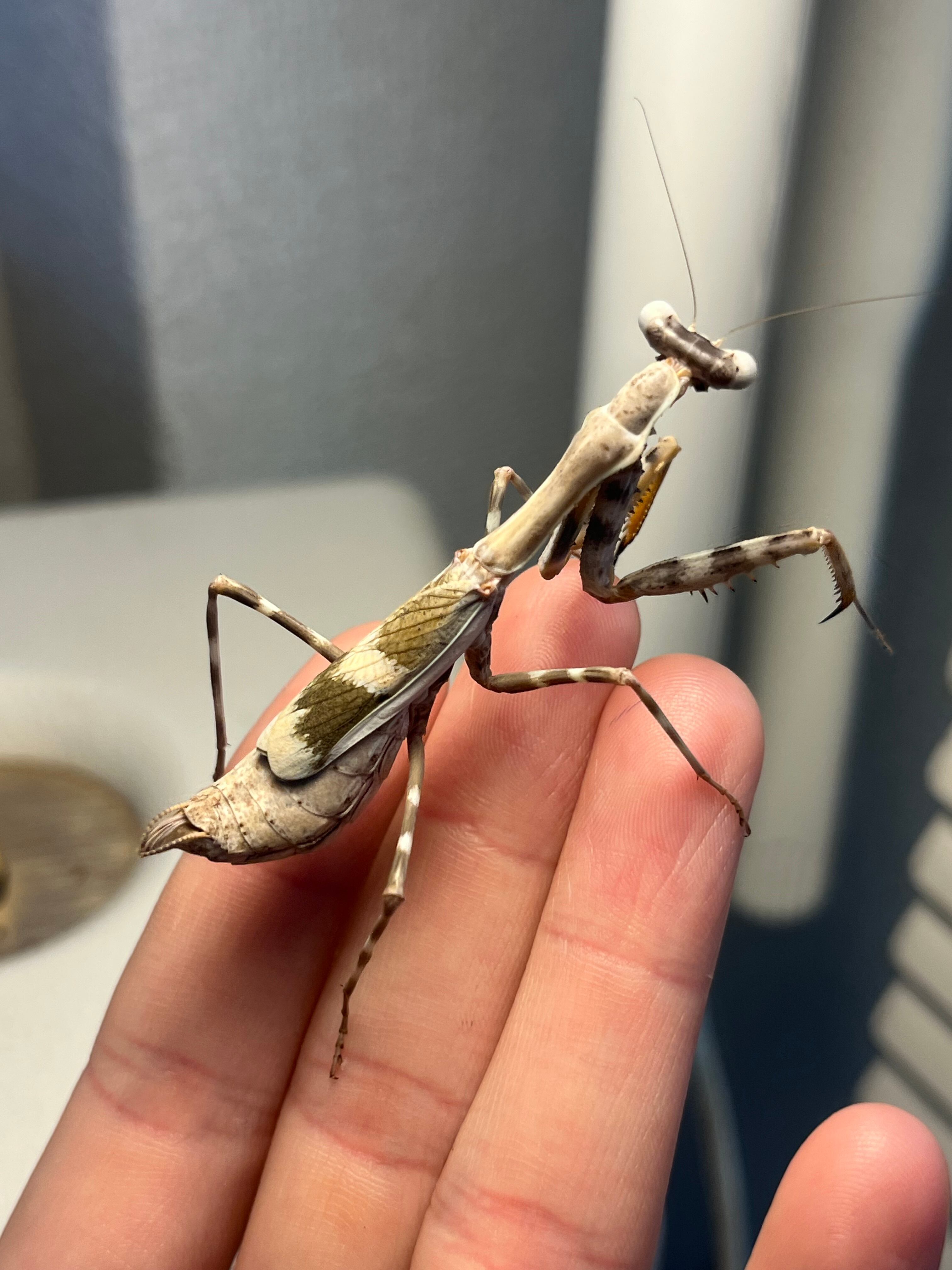 ♀成体】シリアゲカマキリマンティスムカデセンチピードサソリモドキ