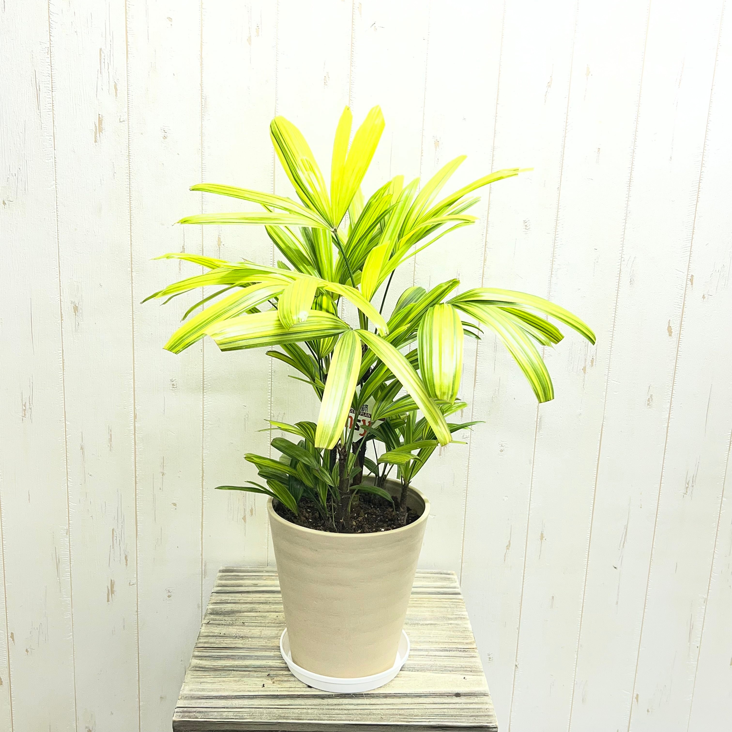 PLANTS SHOP OLIVE