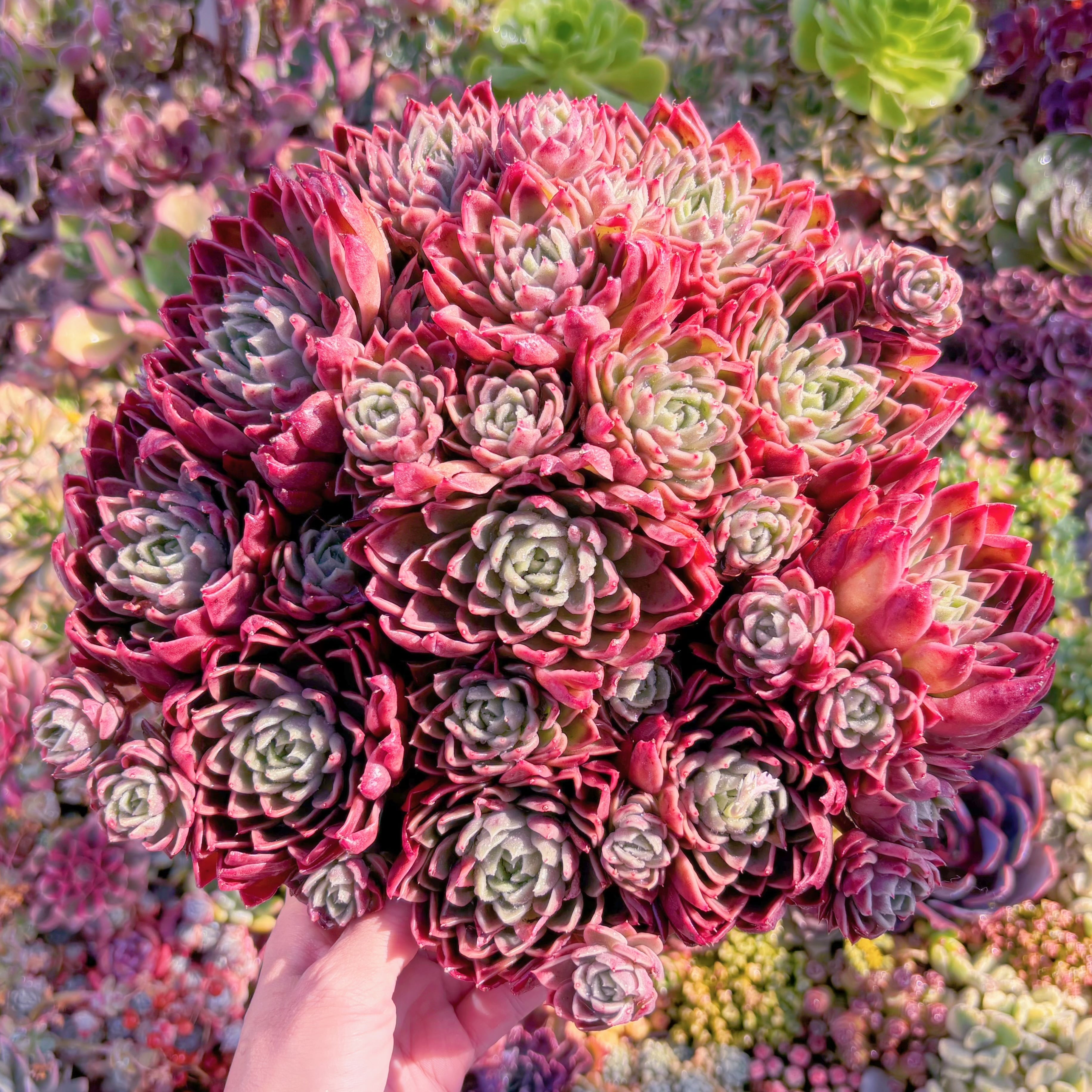 現品　緋色の魔女#618   特特大群生　新入荷　るる農園