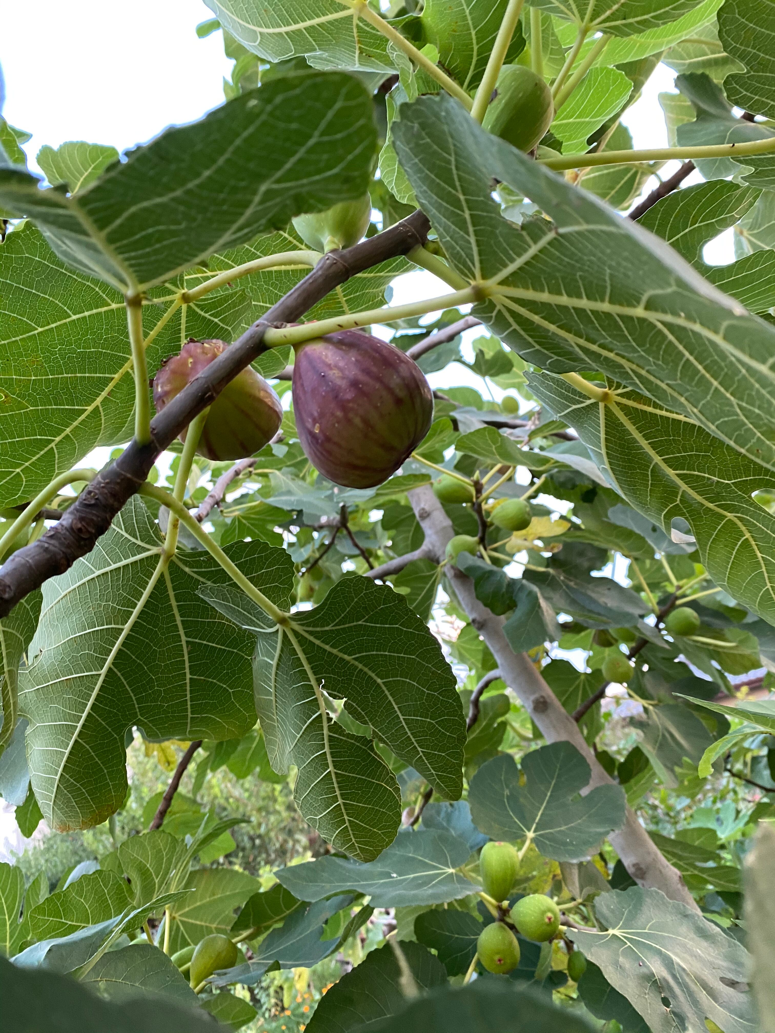 ☆希少高級イチジク苗木☆【ウォーターメロンラッシュ⑥】〖7月18日