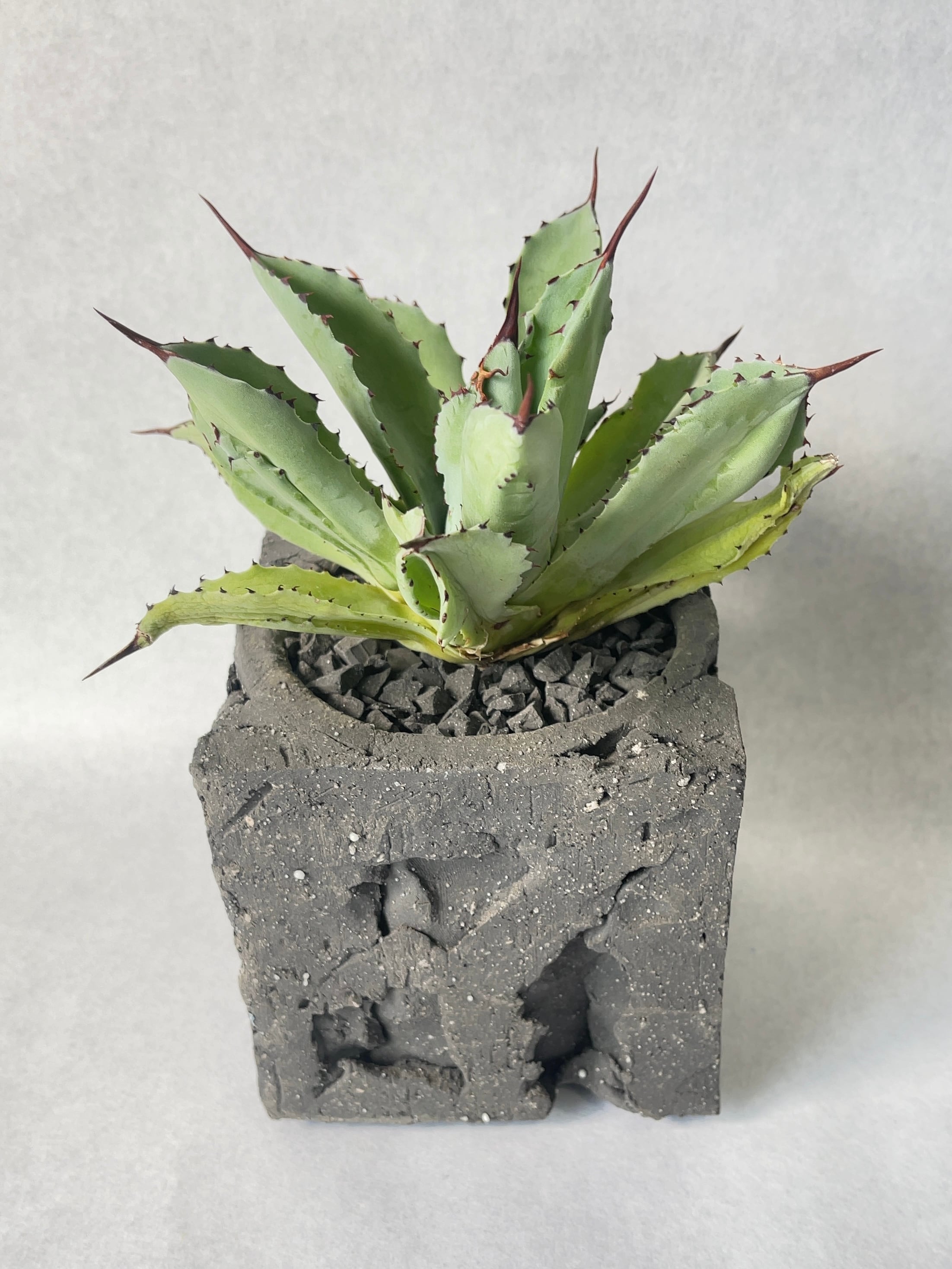 アガベ・キュービック | trigger