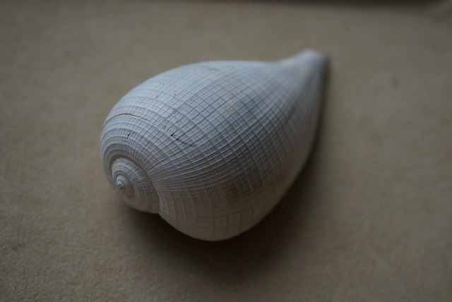 フロリダ州産巻貝化石 Ficus floridensis 1628