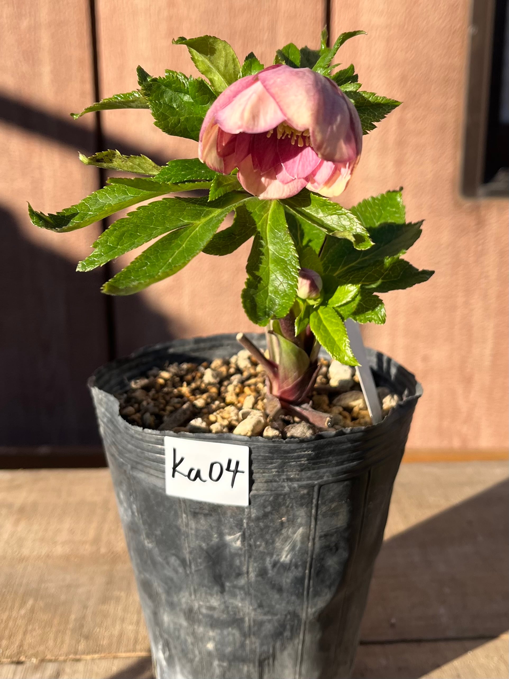 キラメキ☆レッド 加藤農園 クリスマスローズ【ka05】送料無料