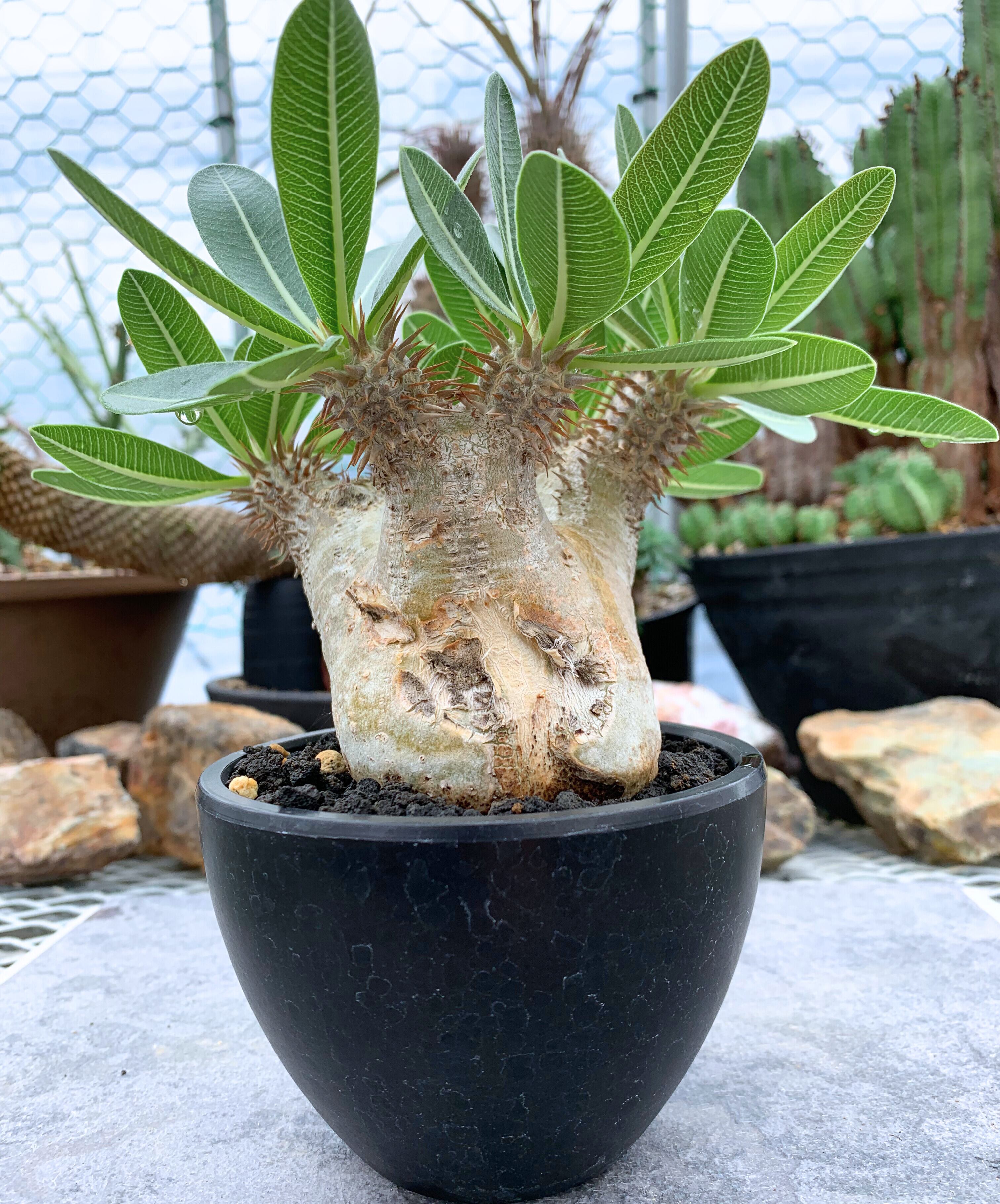 パキポディウム エブレネウム 14【送料着払い】 | CACTUS330