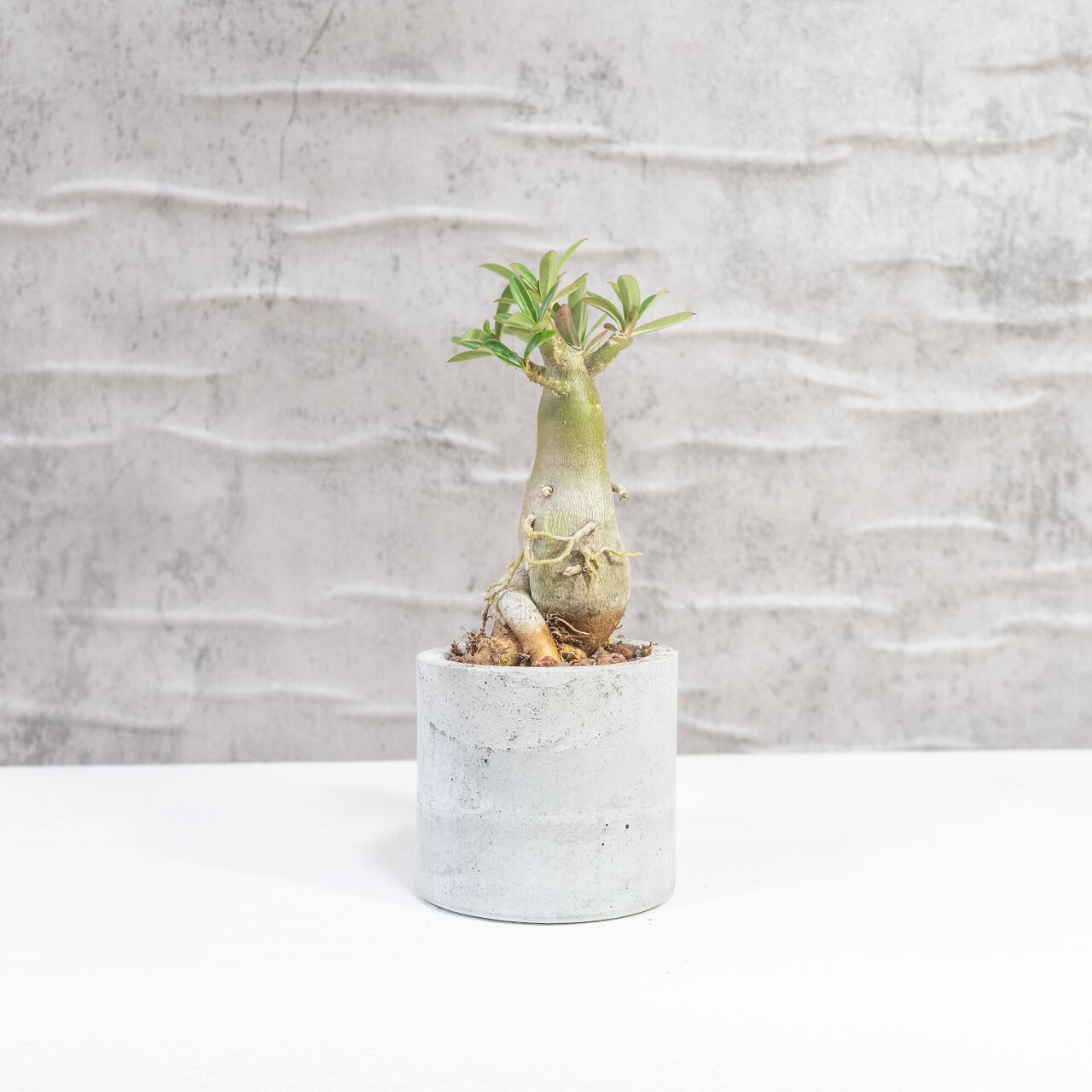 アデニウム・オベスム 幹肌の存在感とやわらかな新芽が映える塊根植物【モルタル鉢】 全国送料一律850円