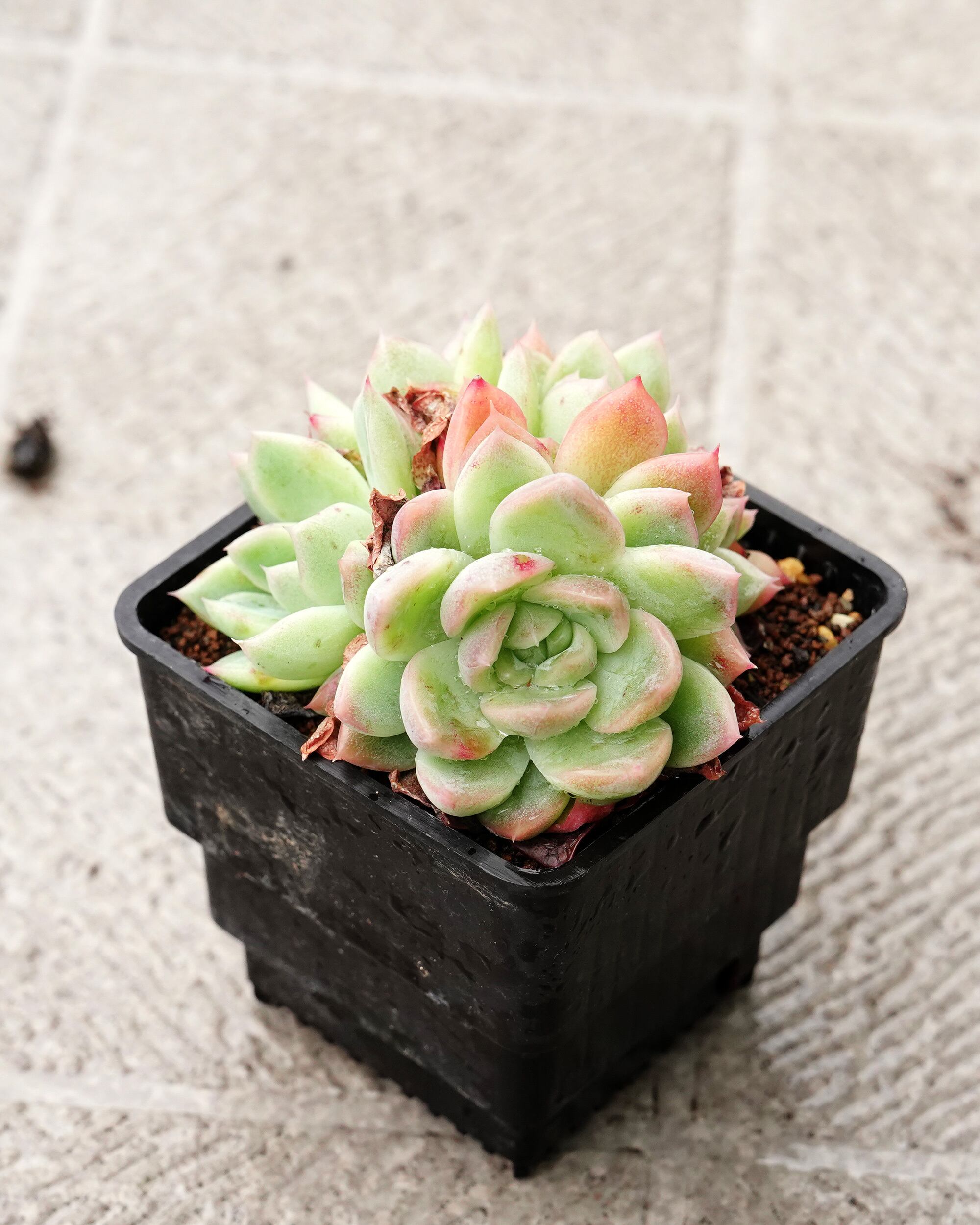 抜き苗 ハオルチア 水中月錦 ミックス斑 ミニ株 Haworthia 'Shui Zhong