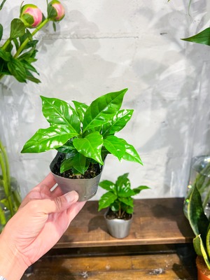 コーヒーの木 3号