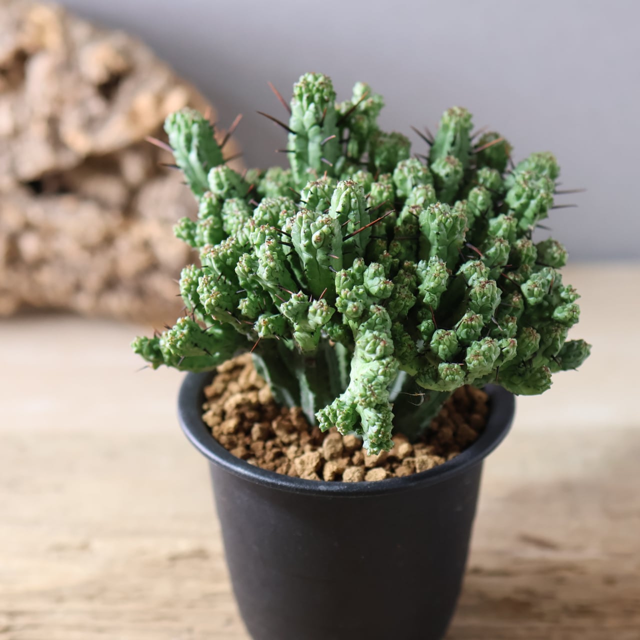 452 波打つ稜線『ユーフォルビア エノプラ クリスタータ 紅彩閣』観葉