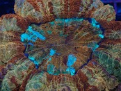 Achanthophyllia Deshayesiana "God of Sun"