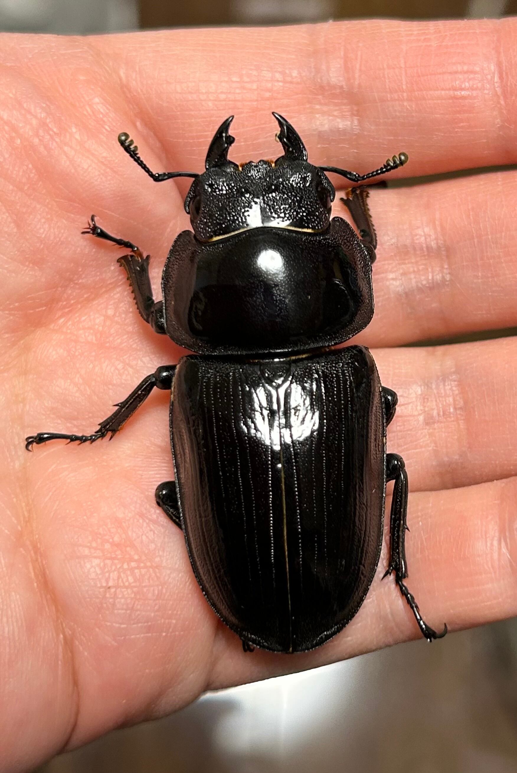 天然オオクワガタペア 長野県産