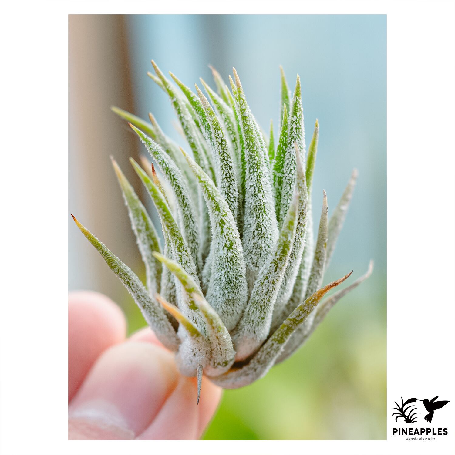Tillandsia brachyphylla - Bromeliads in Australia PINEAPPLES