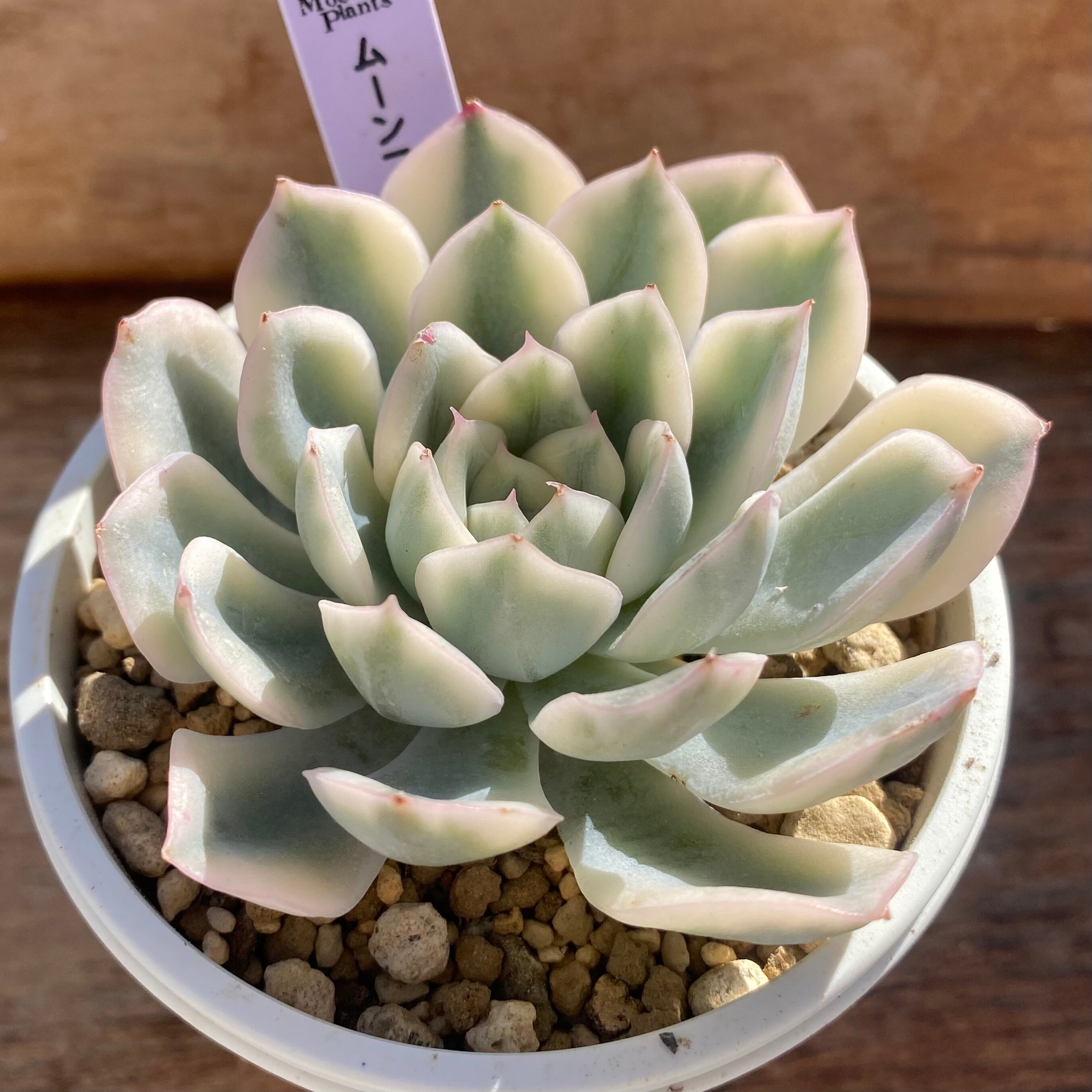 ハオルチア ピグマエアミュータント錦 | mocono_plants