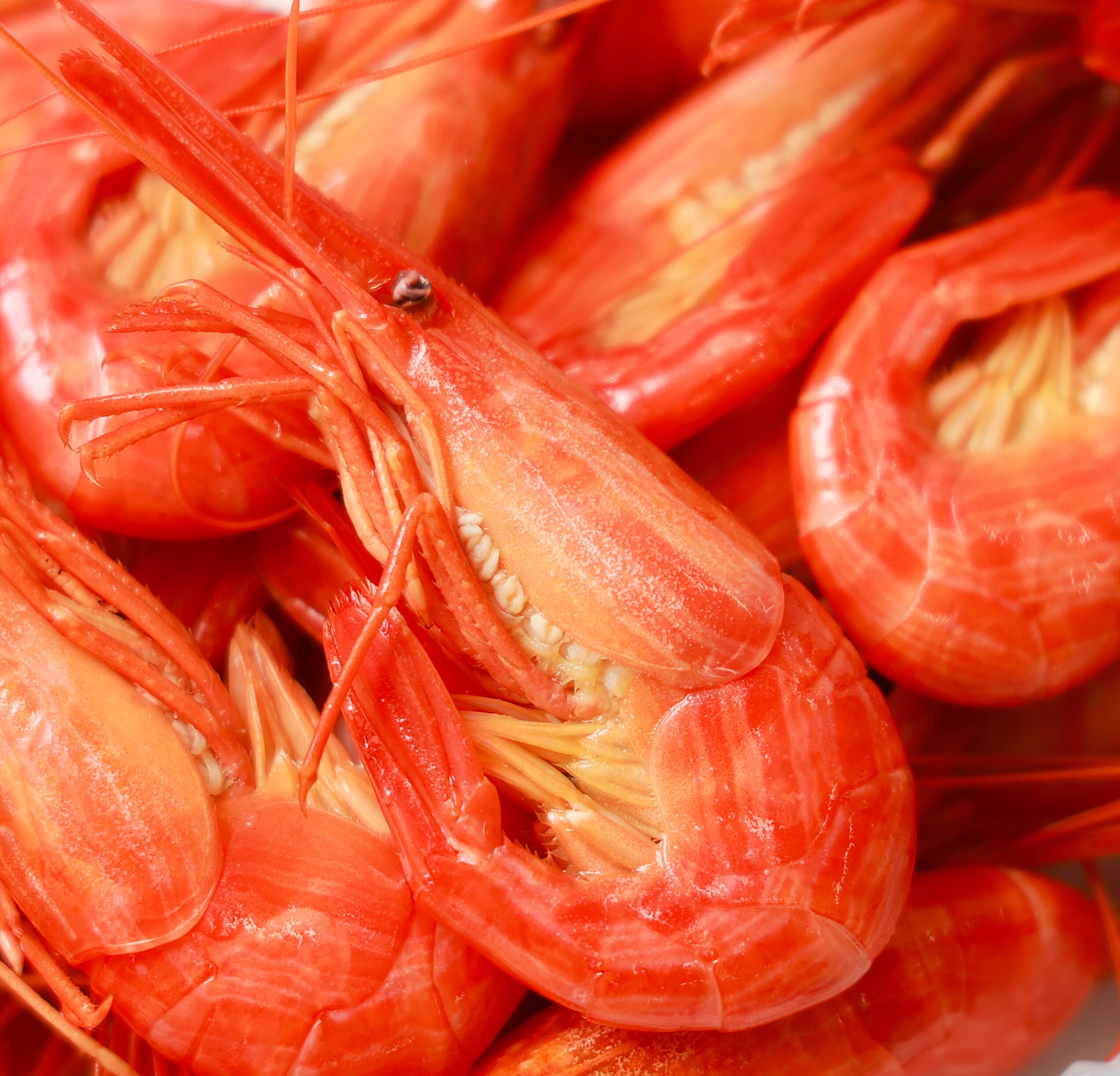 中サイズ 北海シマエビ 500g | 株式会社 上林商店