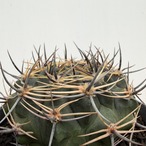 Gymnocalycium bicolor【ギムノカリキウム・ビカラー】