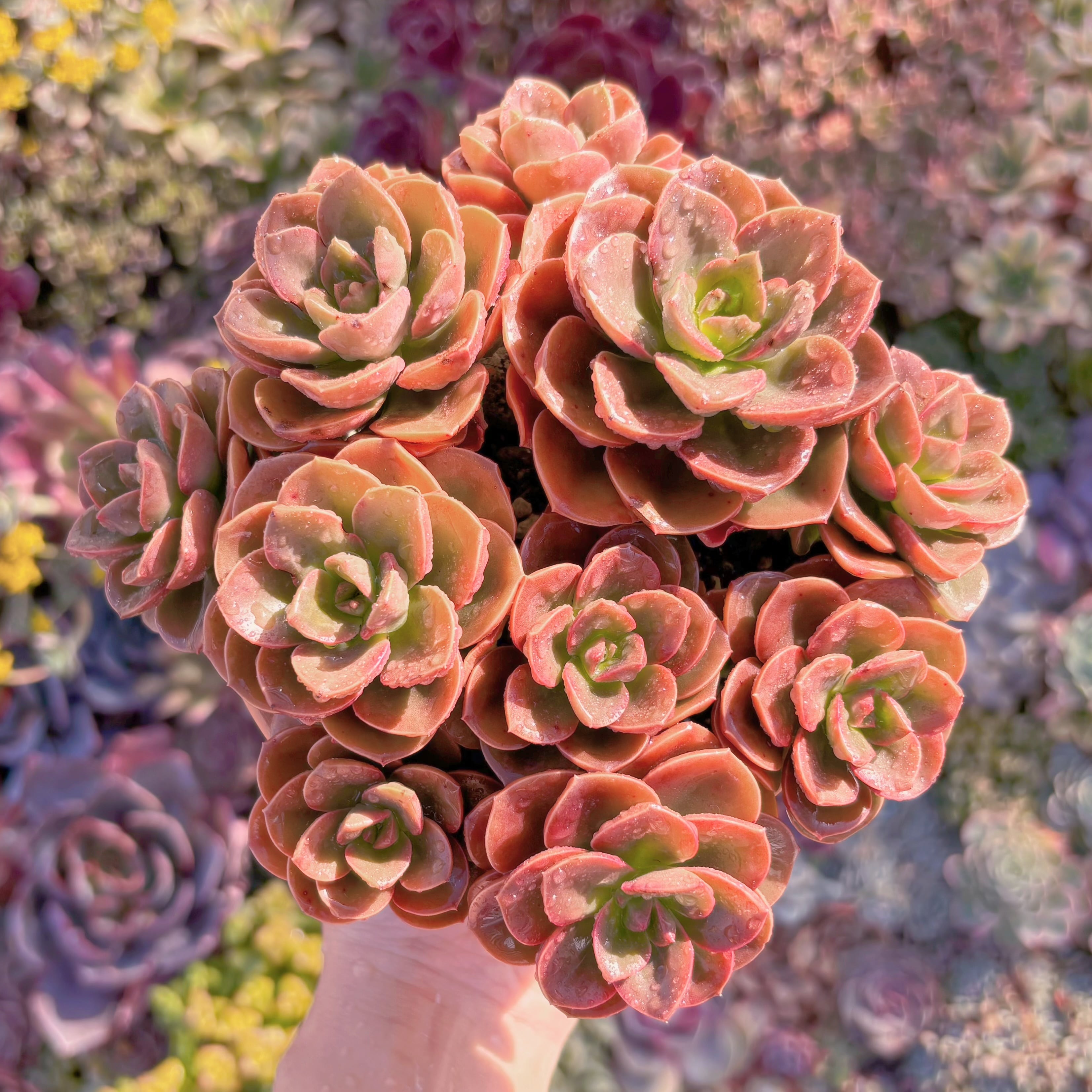 現物 多肉植物 ピンクプリティ 抜き苗 | Pay ID