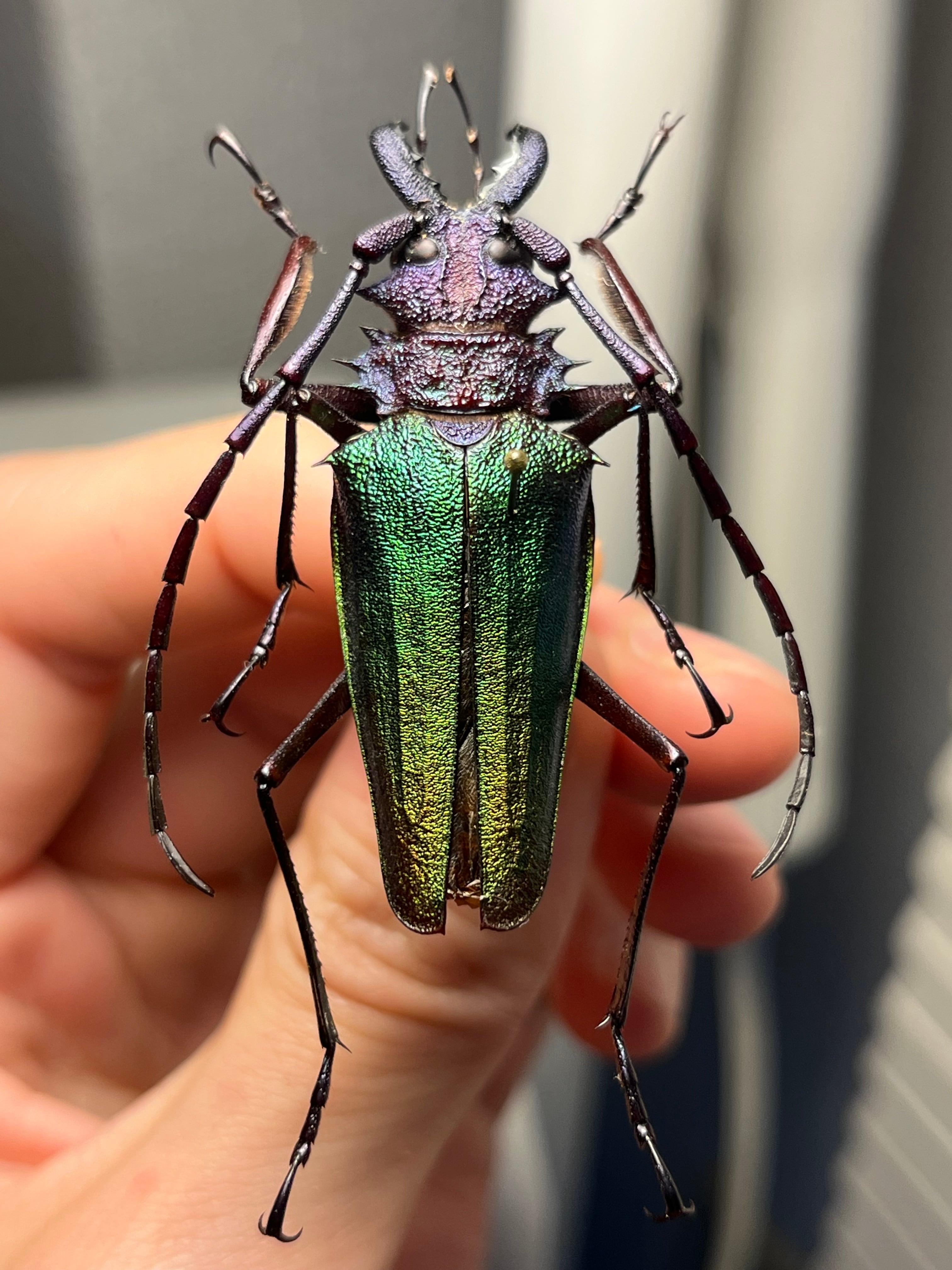 青緑黄】ルリオニカミキリ ムラサキオニノコギリカミキリ