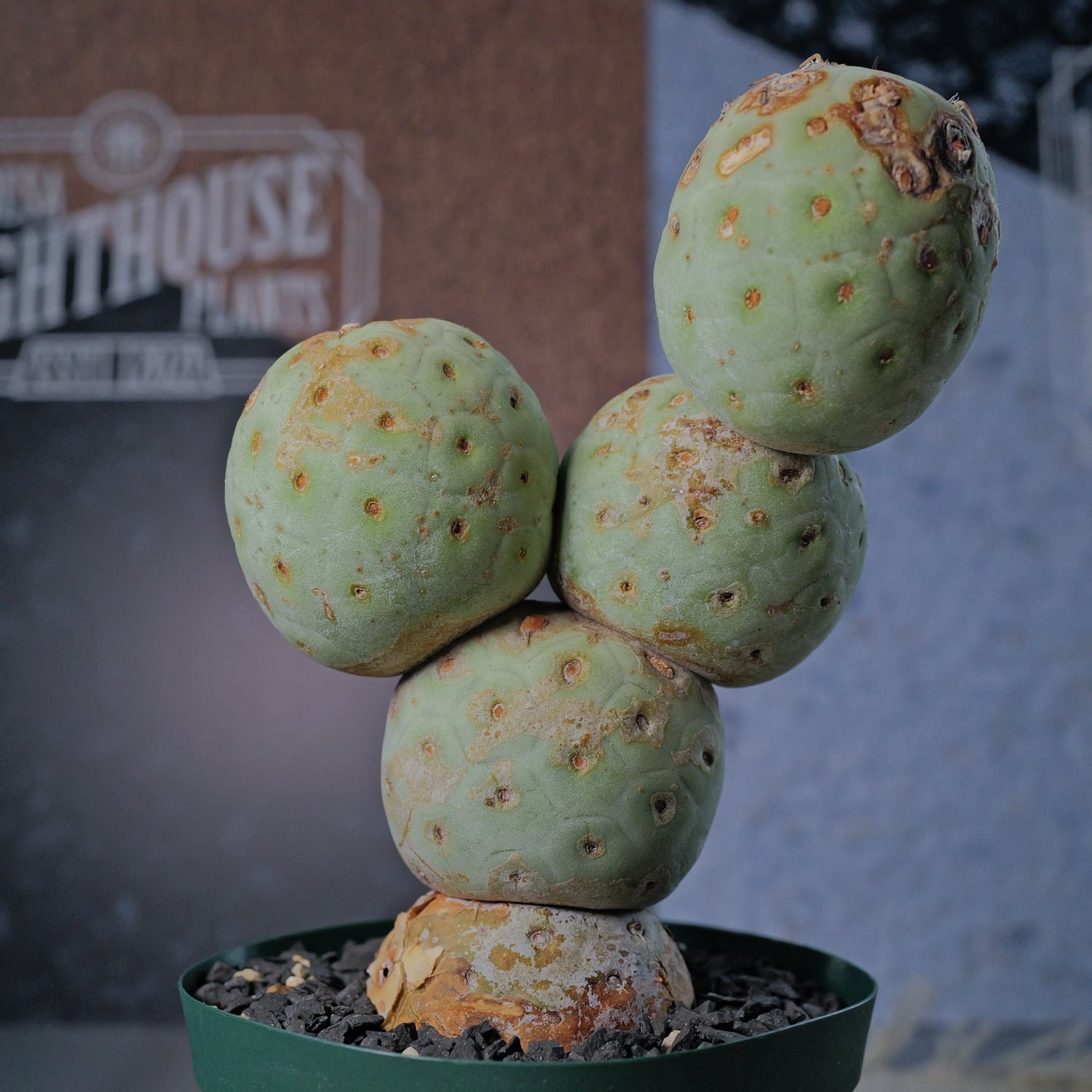 大球 5球 棘無し テフロカクタス ゲオメトリクス | LIGHTHOUSE.PLANTS