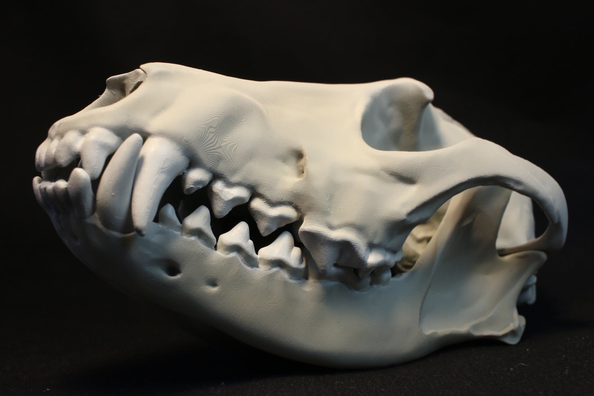 キンイロジャッカル 原寸大頭骨レプリカ | アンフィ合同会社