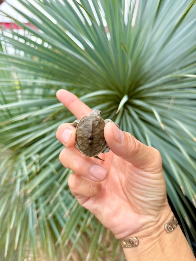 ノーザンダイヤモンドバックテラピン（USA CB）